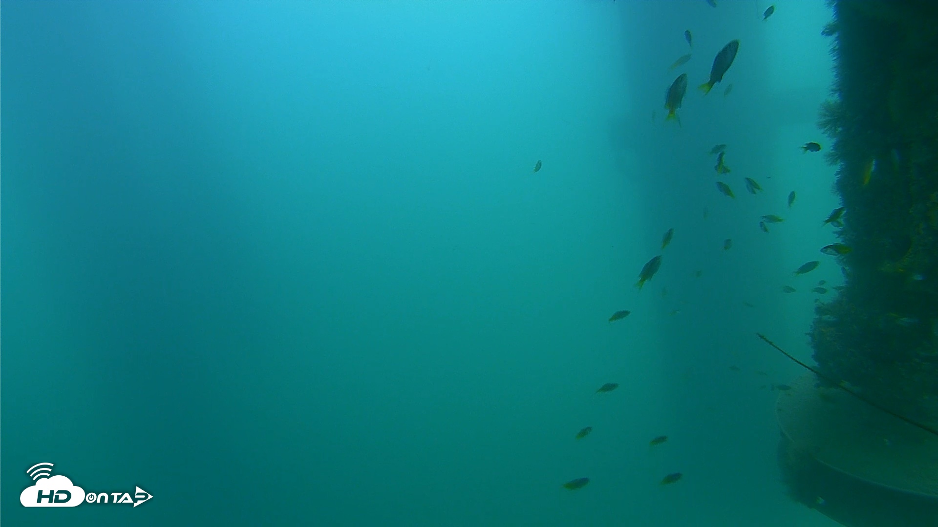 Snapshot of Scripps Pier Underwater Live Webcam taken Aug 17, 2026, 6:44pm PDT