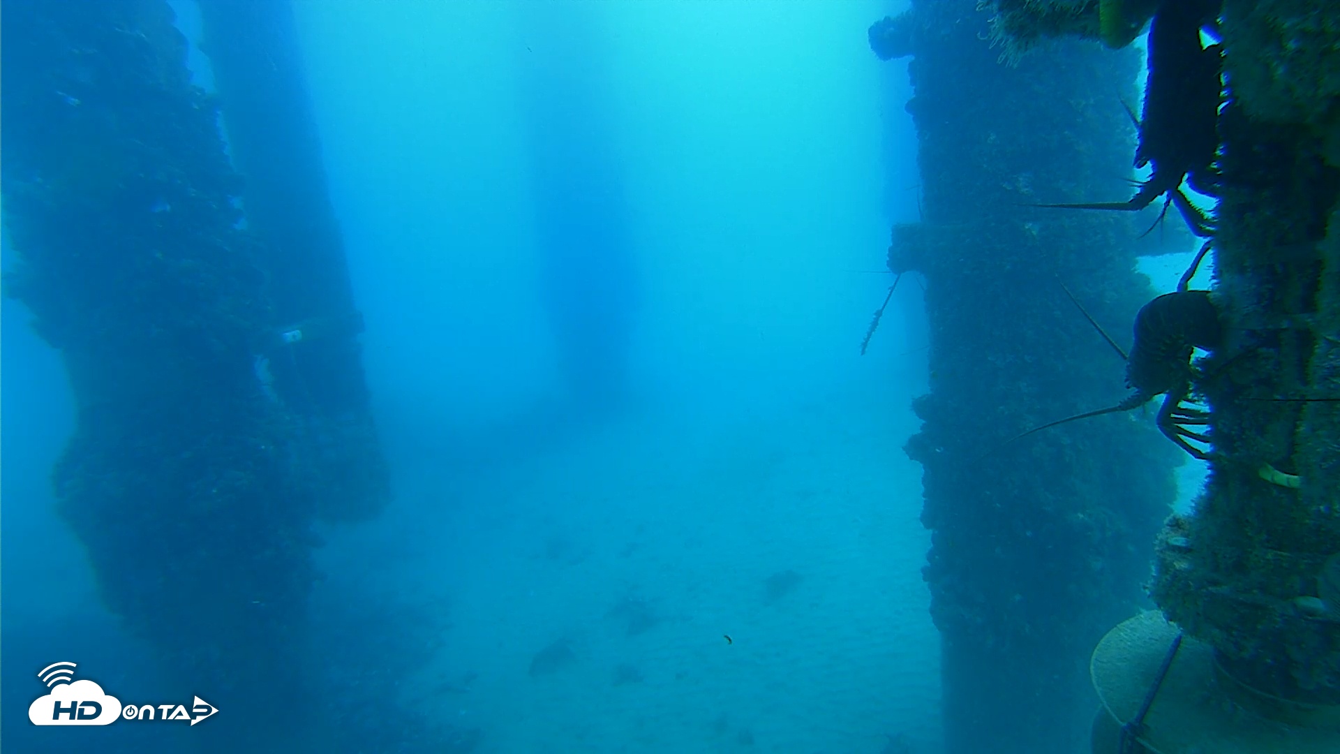 Snapshot of Scripps Pier Underwater Live Webcam taken Aug 25, 2025, 7:29am PDT