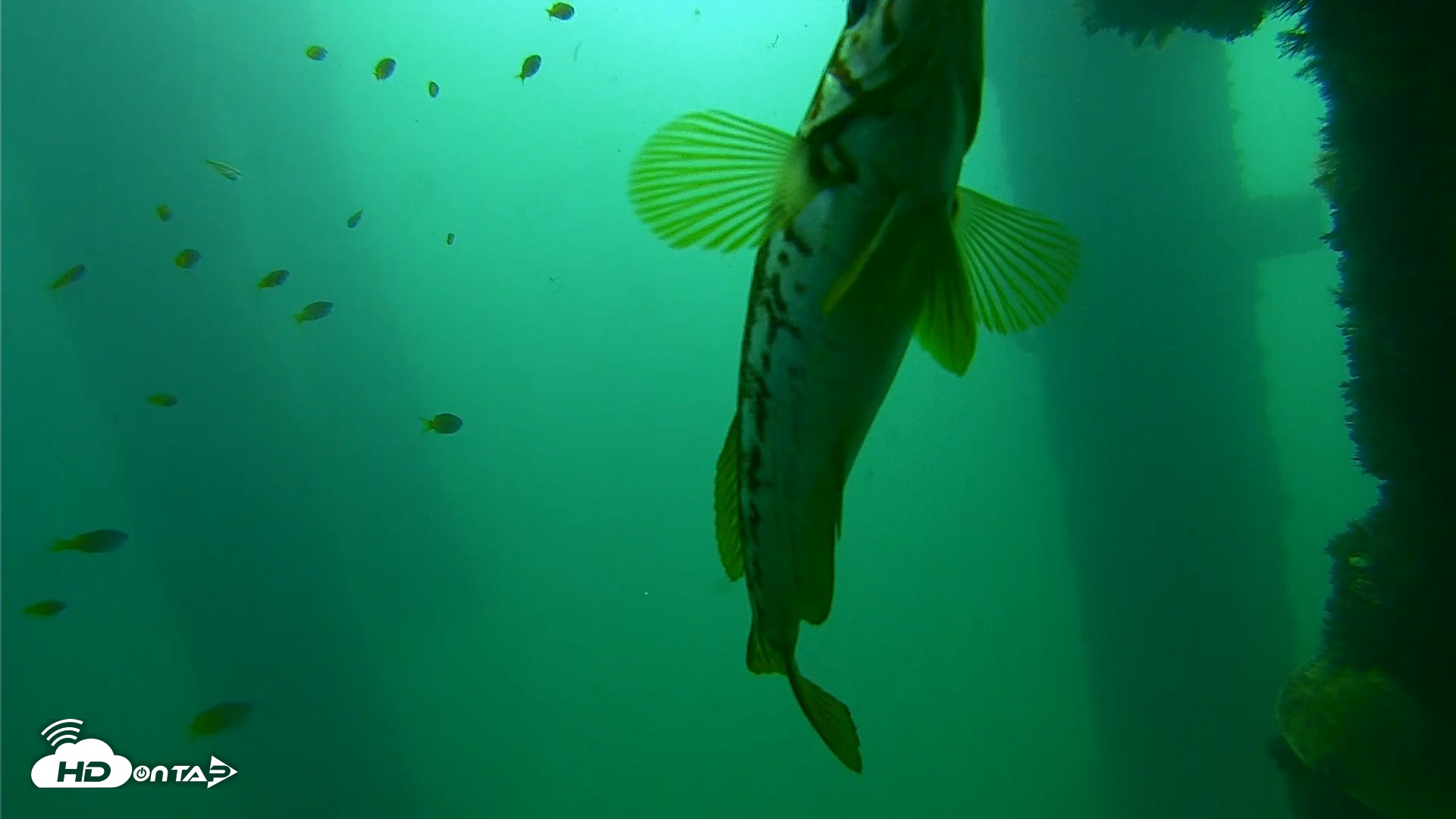 Snapshot of Scripps Pier Underwater Live Webcam taken Sep 23, 2026, 10:14am PDT