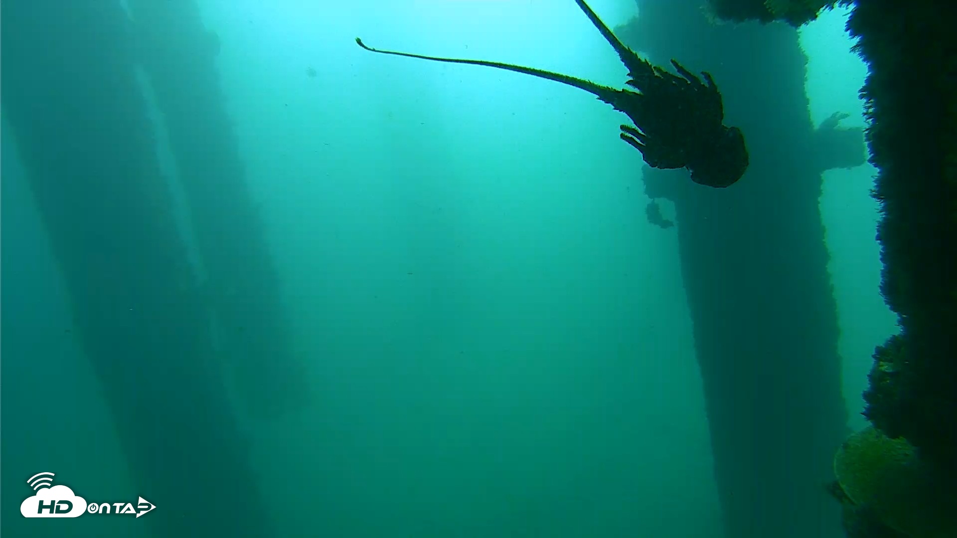 Snapshot of Scripps Pier Underwater Live Webcam taken Oct 9, 2026, 9:29am PDT