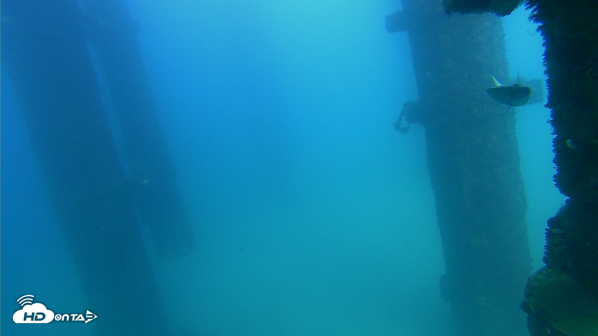 Snapshot of Scripps Pier Underwater Live Webcam taken Sep 20, 2026, 3:37pm PDT