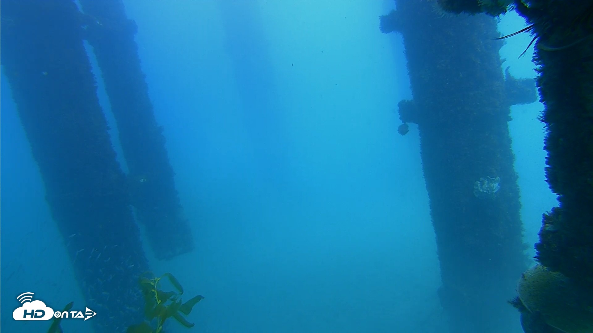 Snapshot of Scripps Pier Underwater Live Webcam taken Oct 7, 2026, 2:05pm PDT
