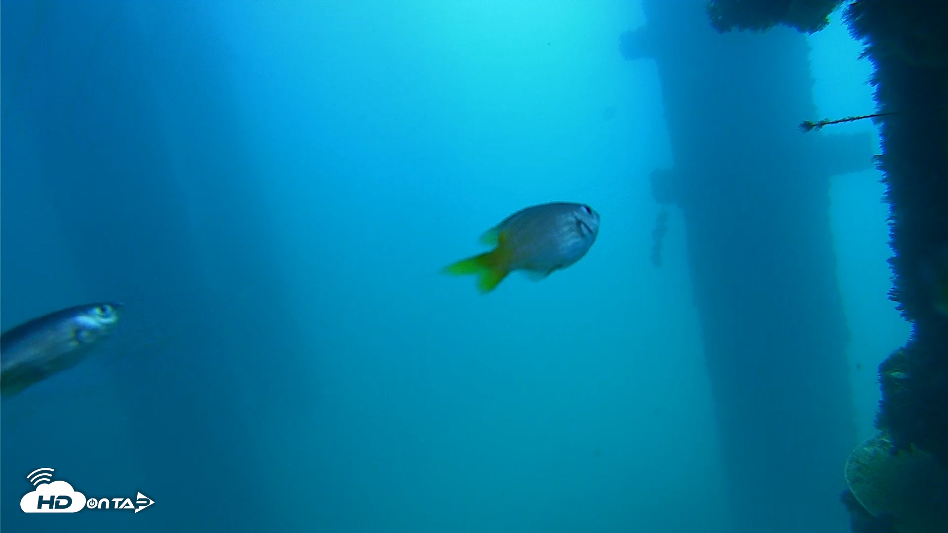 Snapshot of Scripps Pier Underwater Live Webcam taken Sep 15, 2026, 12:02pm PDT