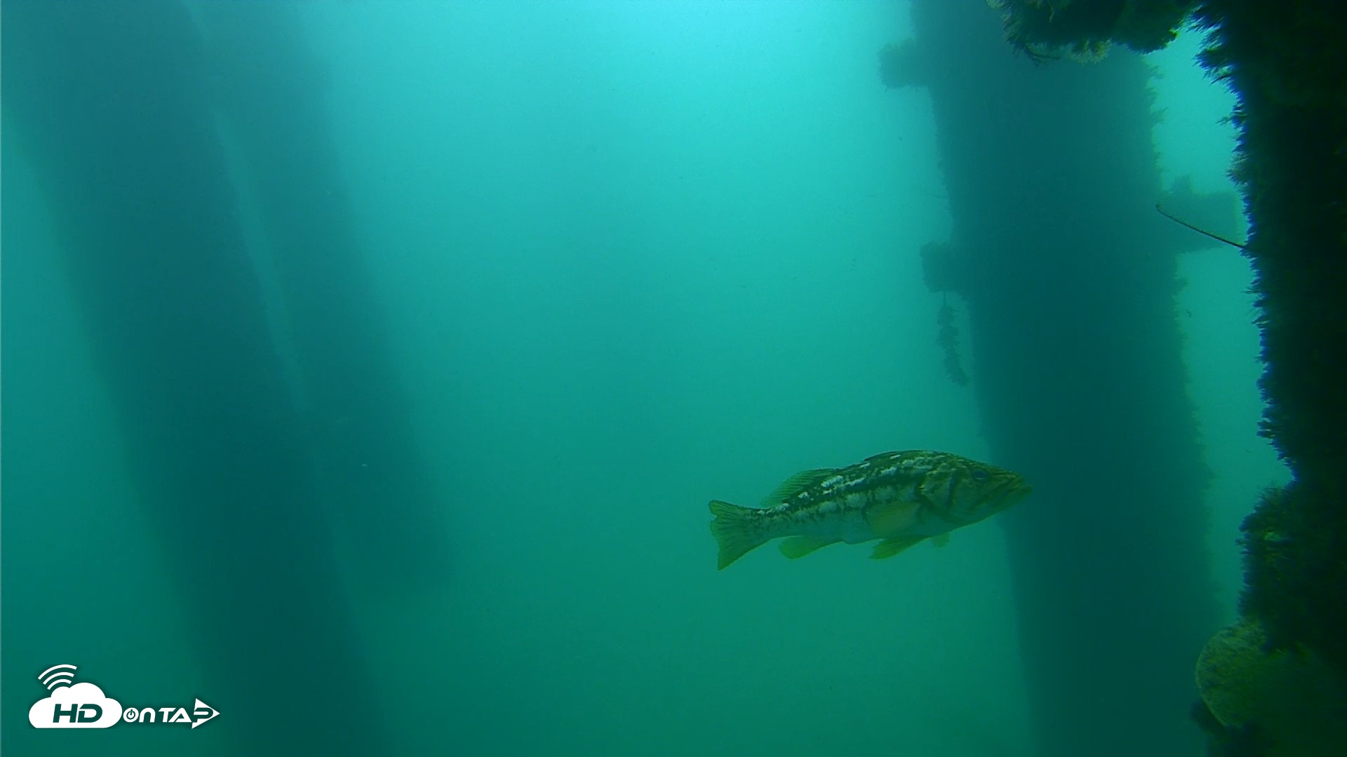 Snapshot of Scripps Pier Underwater Live Webcam taken Sep 18, 2026, 10:38am PDT