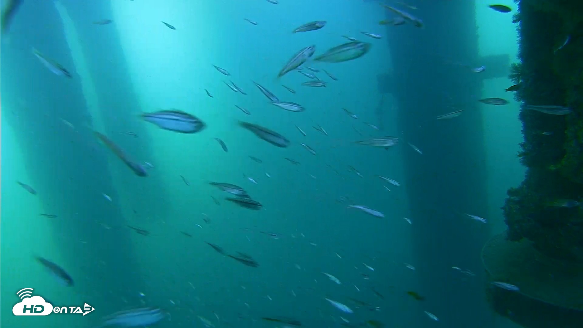 Snapshot of Scripps Pier Underwater Live Webcam taken Aug 17, 2026, 8:21am PDT