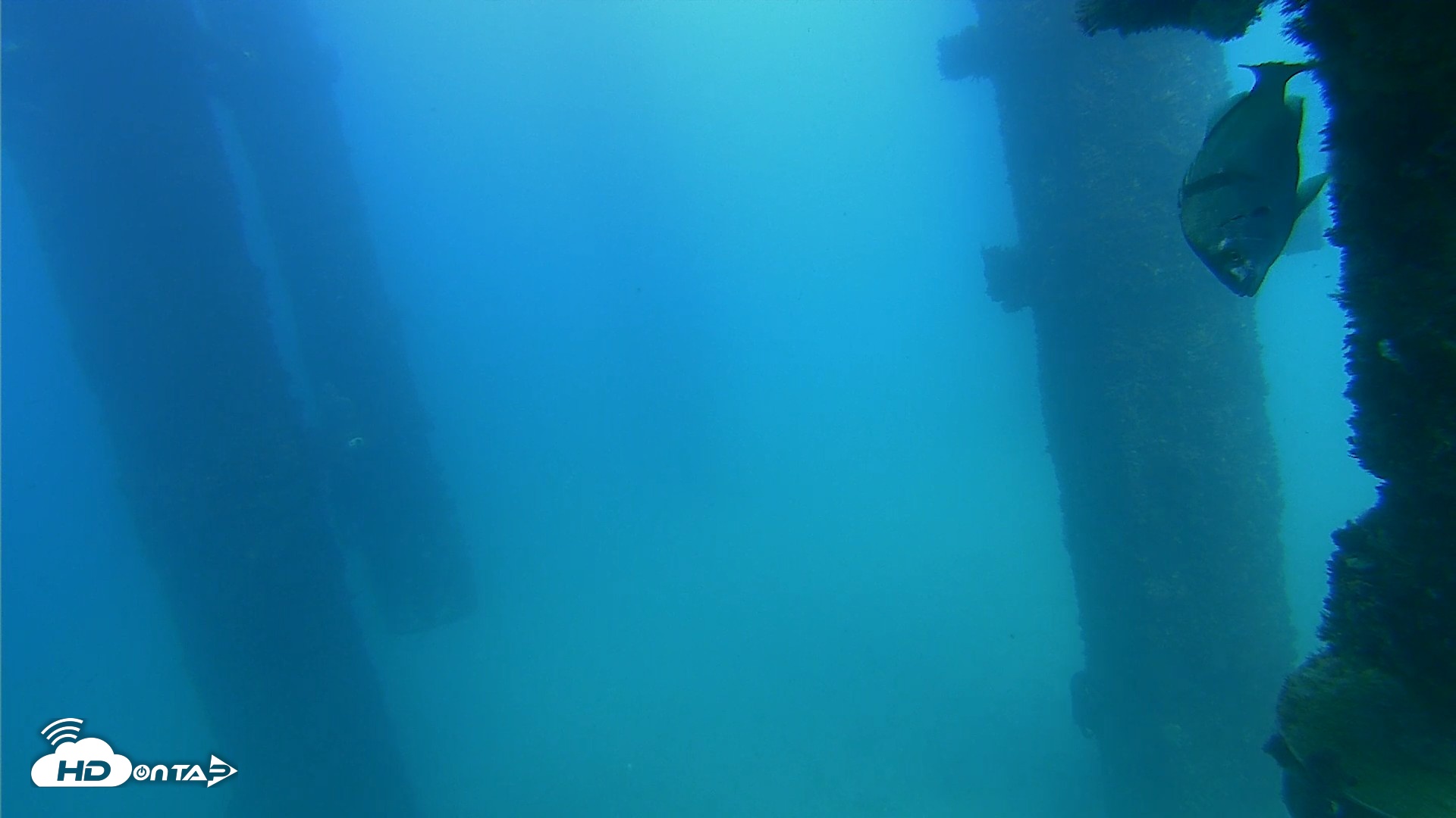 Snapshot of Scripps Pier Underwater Live Webcam taken Sep 20, 2026, 3:37pm PDT