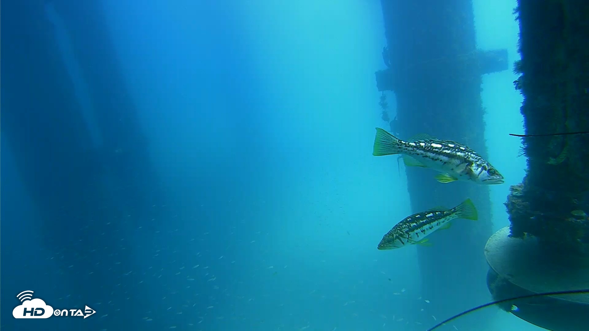 Snapshot of Scripps Pier Underwater Live Webcam taken Aug 6, 2026, 1:19pm PDT