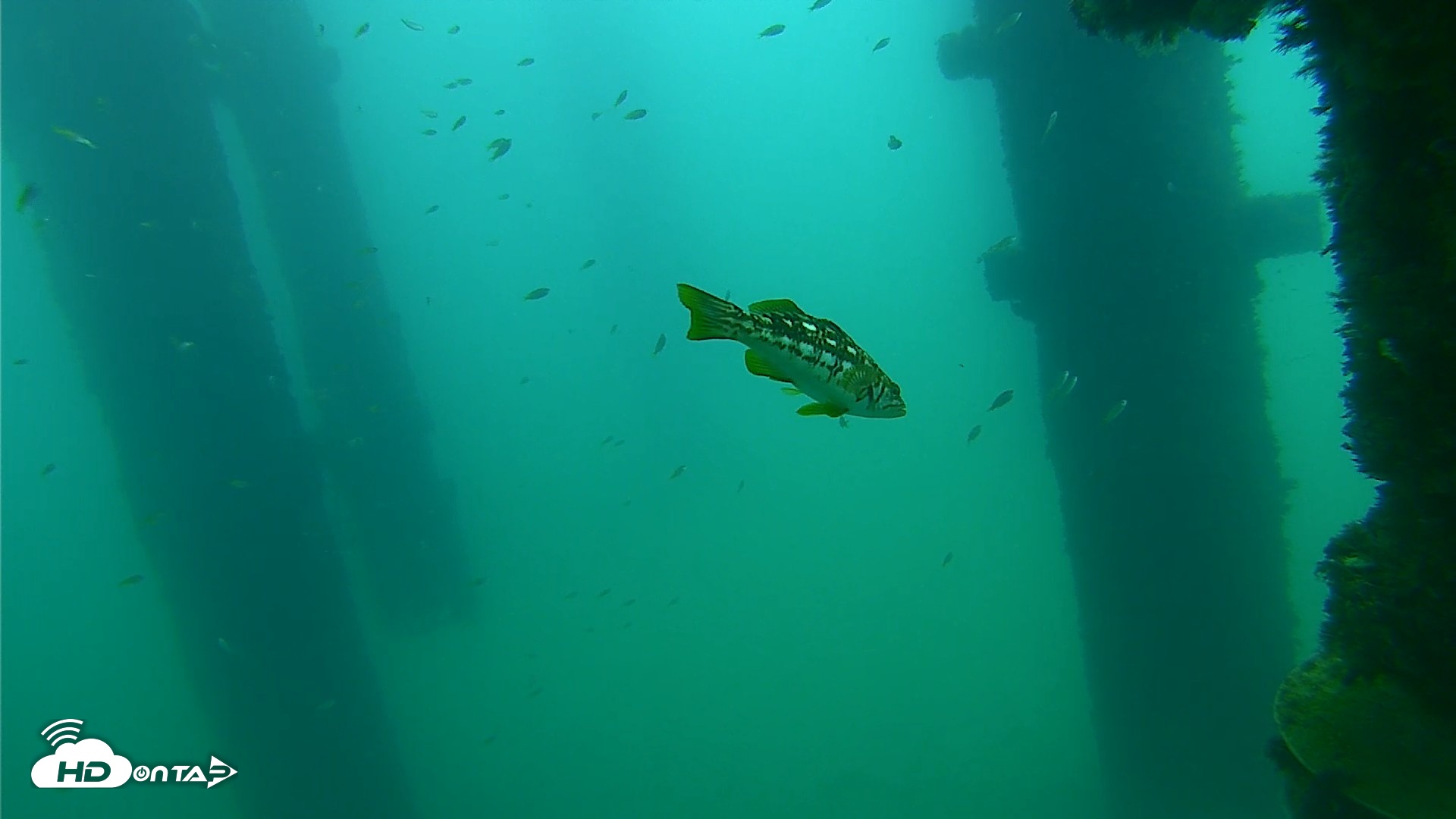 Snapshot of Scripps Pier Underwater Live Webcam taken Sep 21, 2026, 8:44am PDT