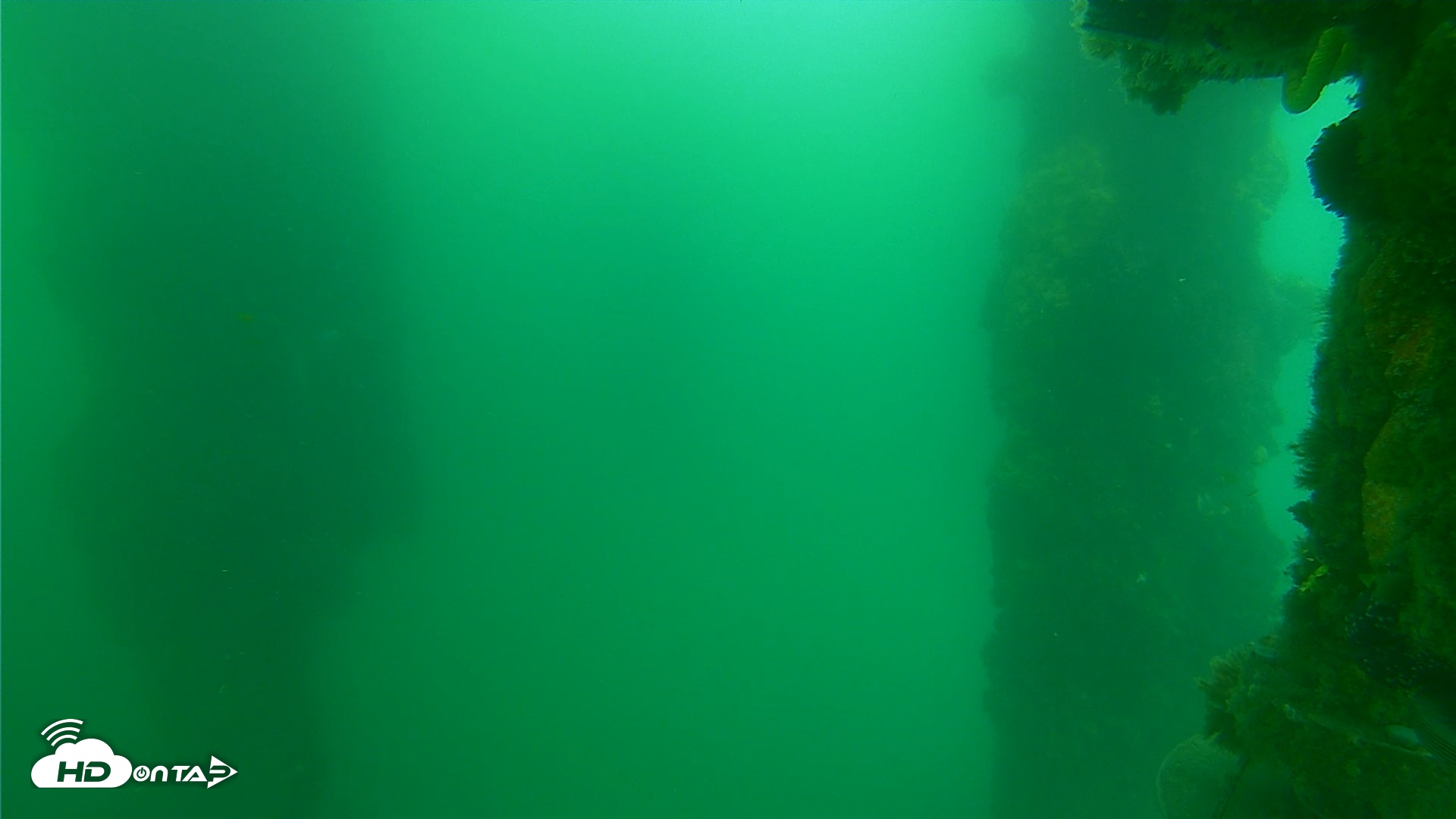 Snapshot of Scripps Pier Underwater Live Webcam taken Jul 1, 2025, 4:49pm PDT