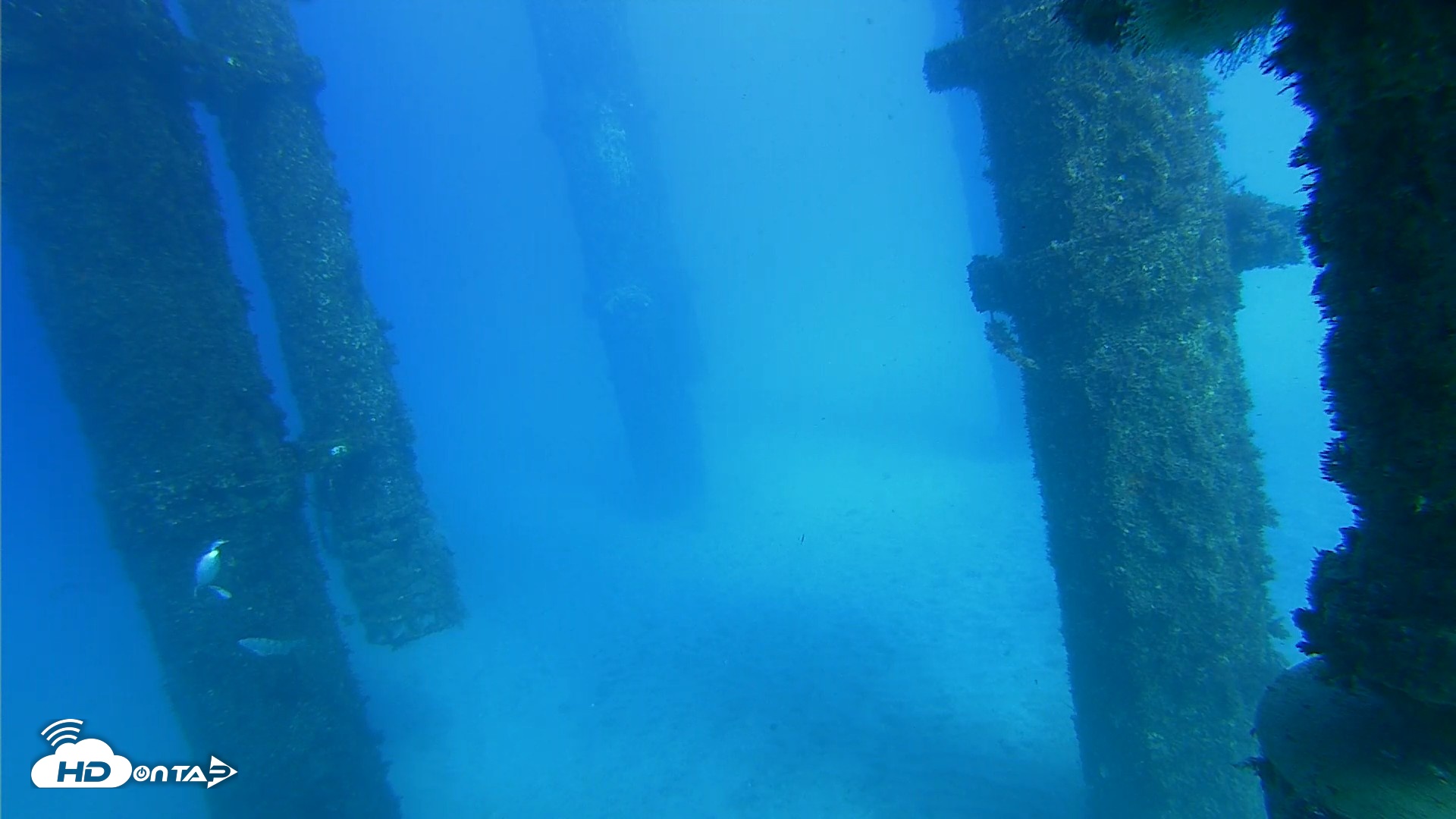 Snapshot of Scripps Pier Underwater Live Webcam taken Oct 19, 2026, 3:53pm PDT