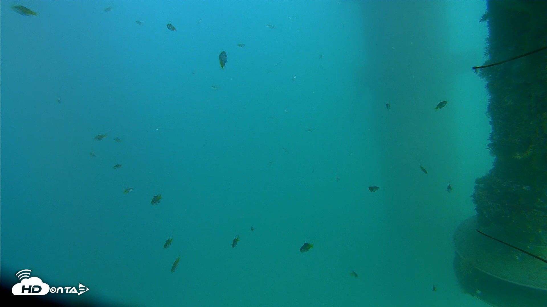 Snapshot of Scripps Pier Underwater Live Webcam taken Aug 17, 2026, 5:00pm PDT