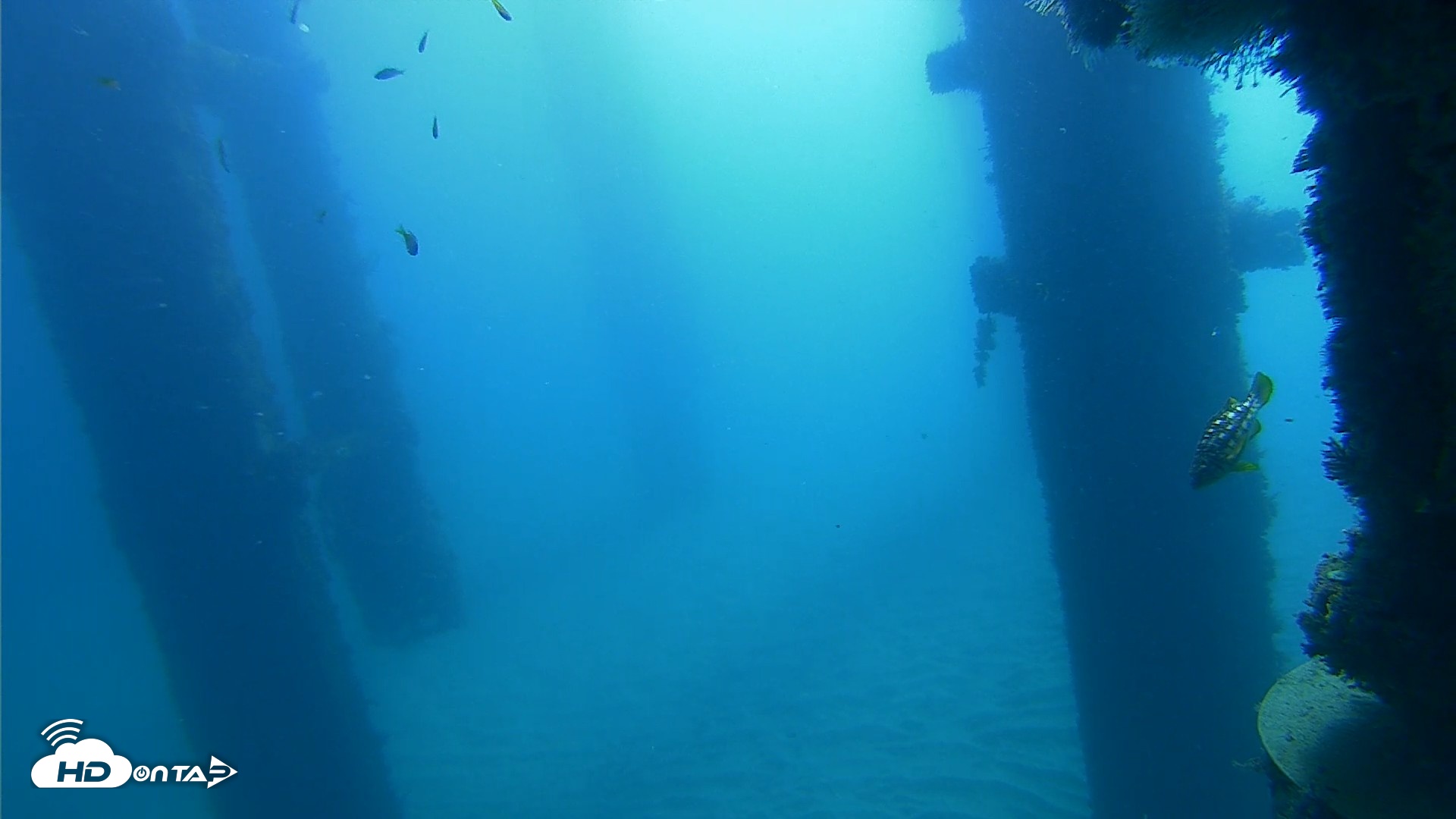 Snapshot of Scripps Pier Underwater Live Webcam taken Oct 21, 2026, 10:08am PDT