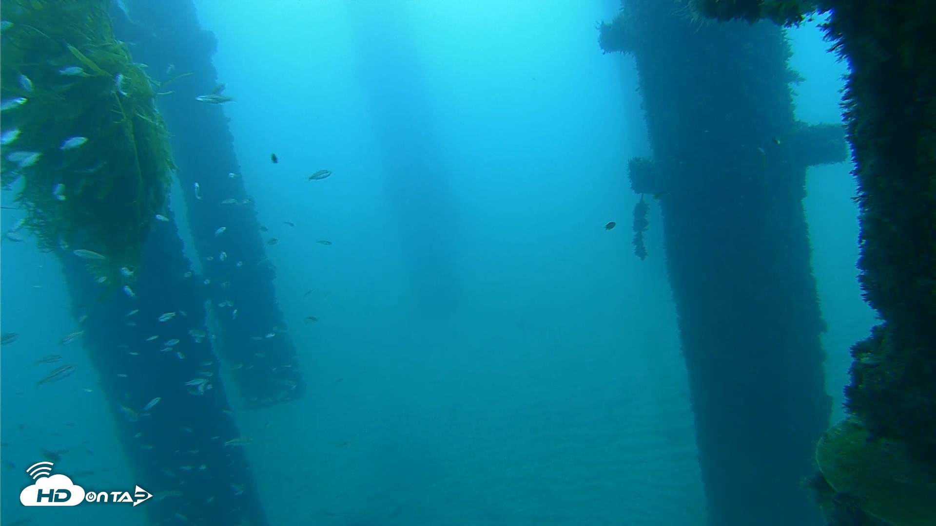 Snapshot of Scripps Pier Underwater Live Webcam taken Oct 5, 2026, 7:19am PDT
