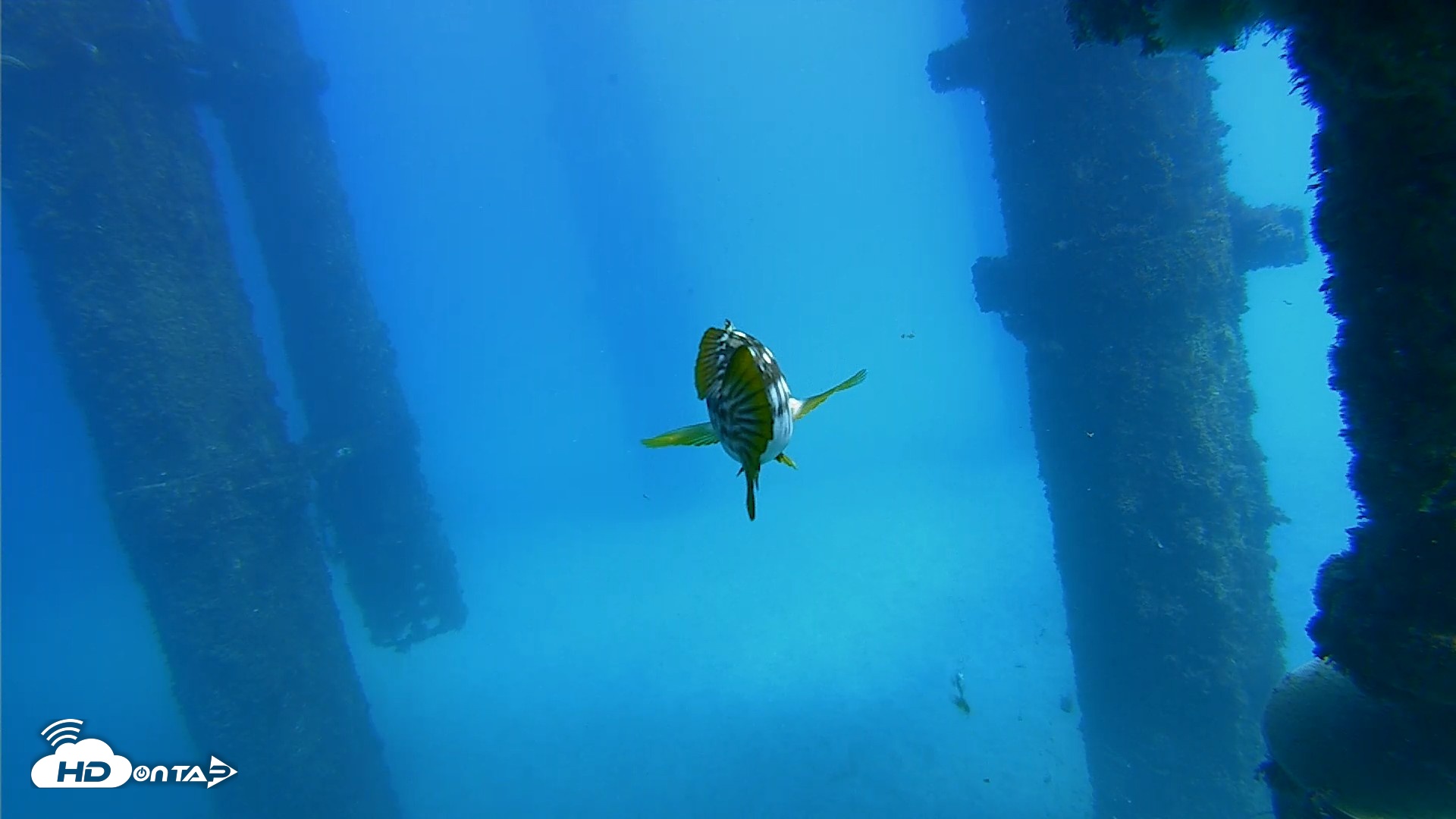 Snapshot of Scripps Pier Underwater Live Webcam taken Oct 20, 2026, 1:53pm PDT