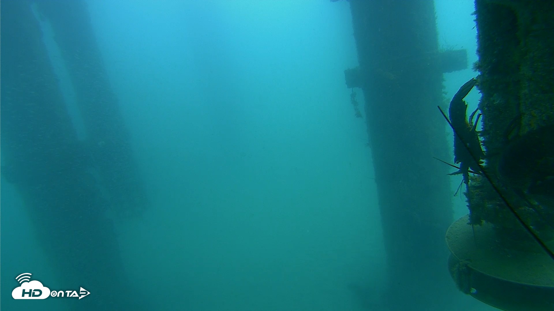 Snapshot of Scripps Pier Underwater Live Webcam taken Aug 4, 2026, 11:31am PDT