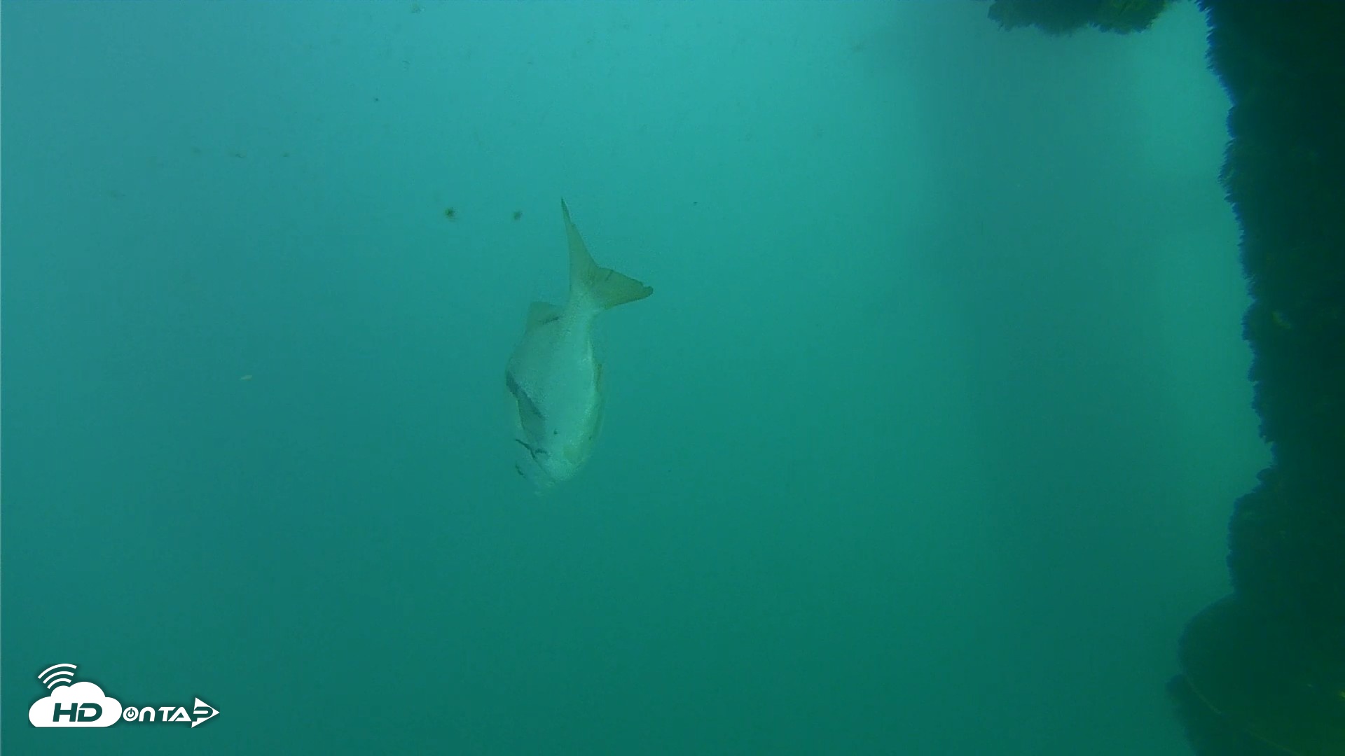Snapshot of Scripps Pier Underwater Live Webcam taken Sep 29, 2026, 4:28pm PDT