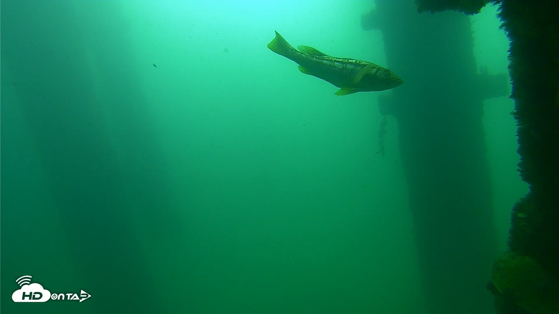 Snapshot of Scripps Pier Underwater Live Webcam taken Sep 23, 2026, 9:56am PDT