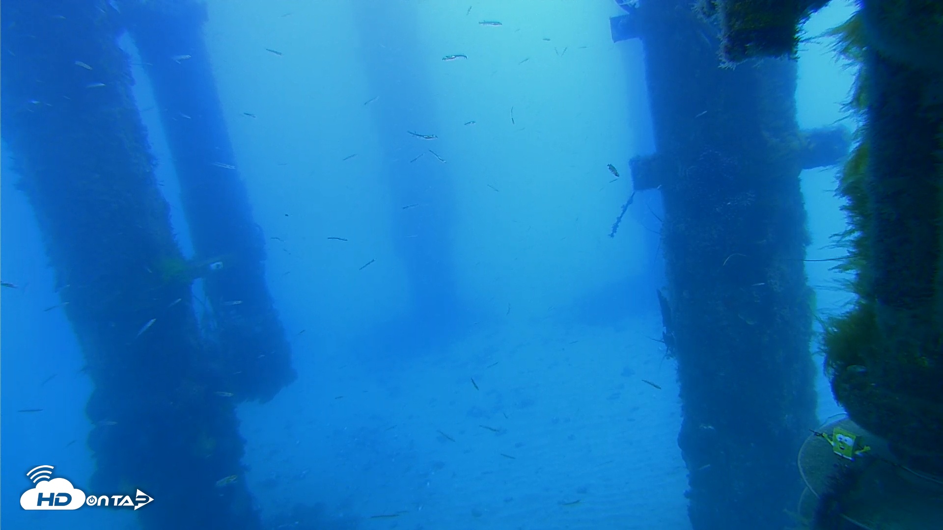 Snapshot of Scripps Pier Underwater Live Webcam taken Apr 1, 2026, 8:13am PDT