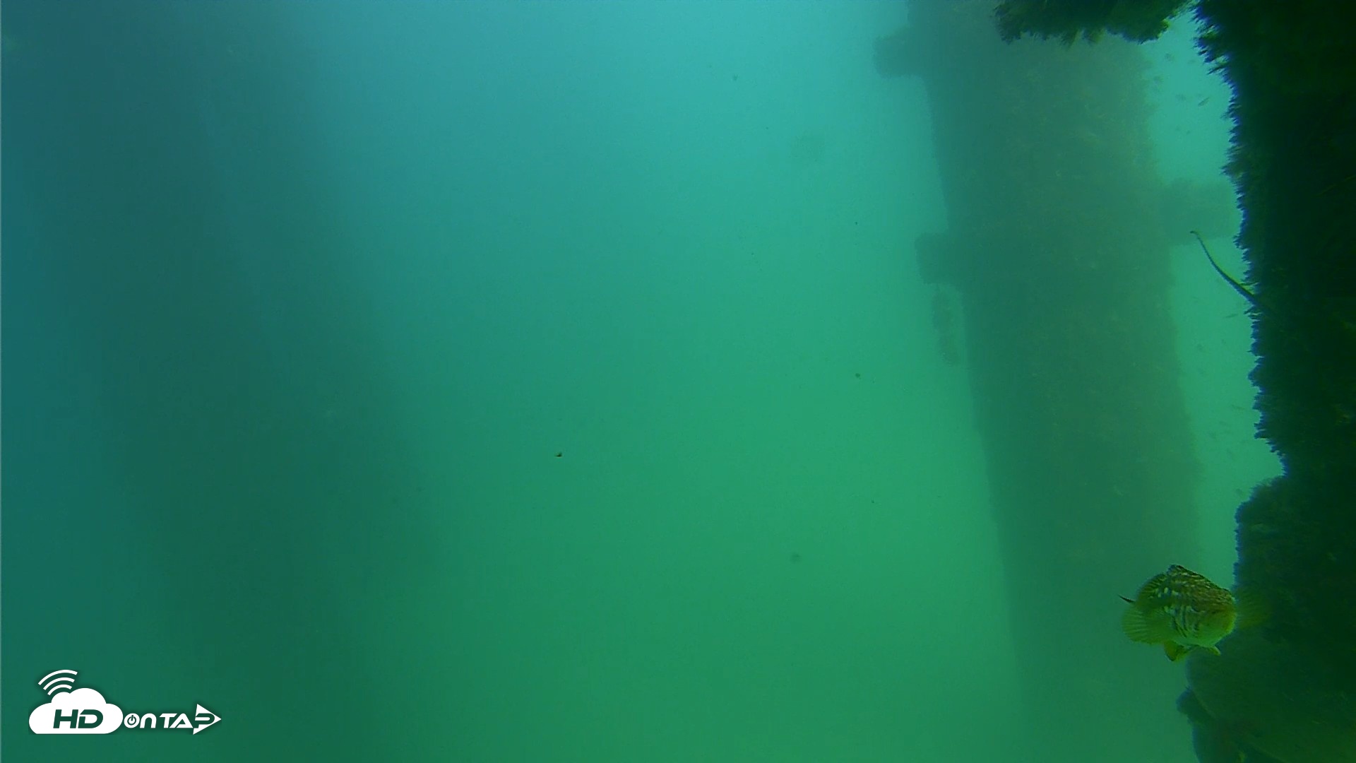 Snapshot of Scripps Pier Underwater Live Webcam taken Sep 18, 2026, 3:17pm PDT