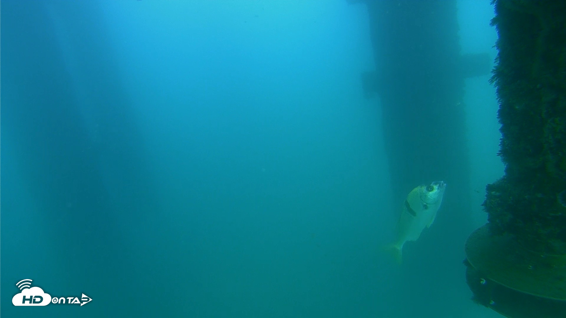 Snapshot of Scripps Pier Underwater Live Webcam taken Aug 26, 2026, 6:35pm PDT