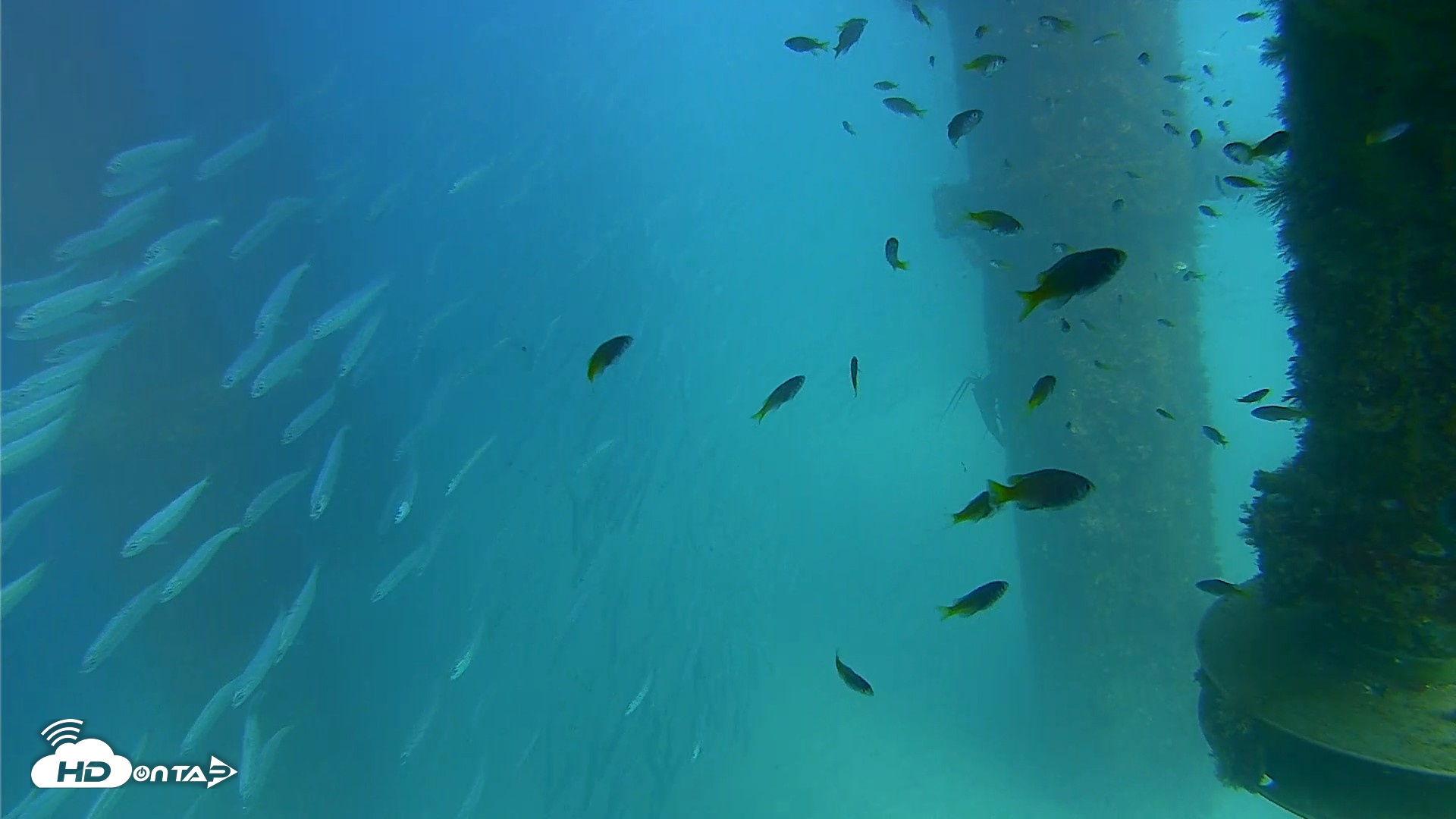Snapshot of Scripps Pier Underwater Live Webcam taken Aug 24, 2026, 3:51pm PDT