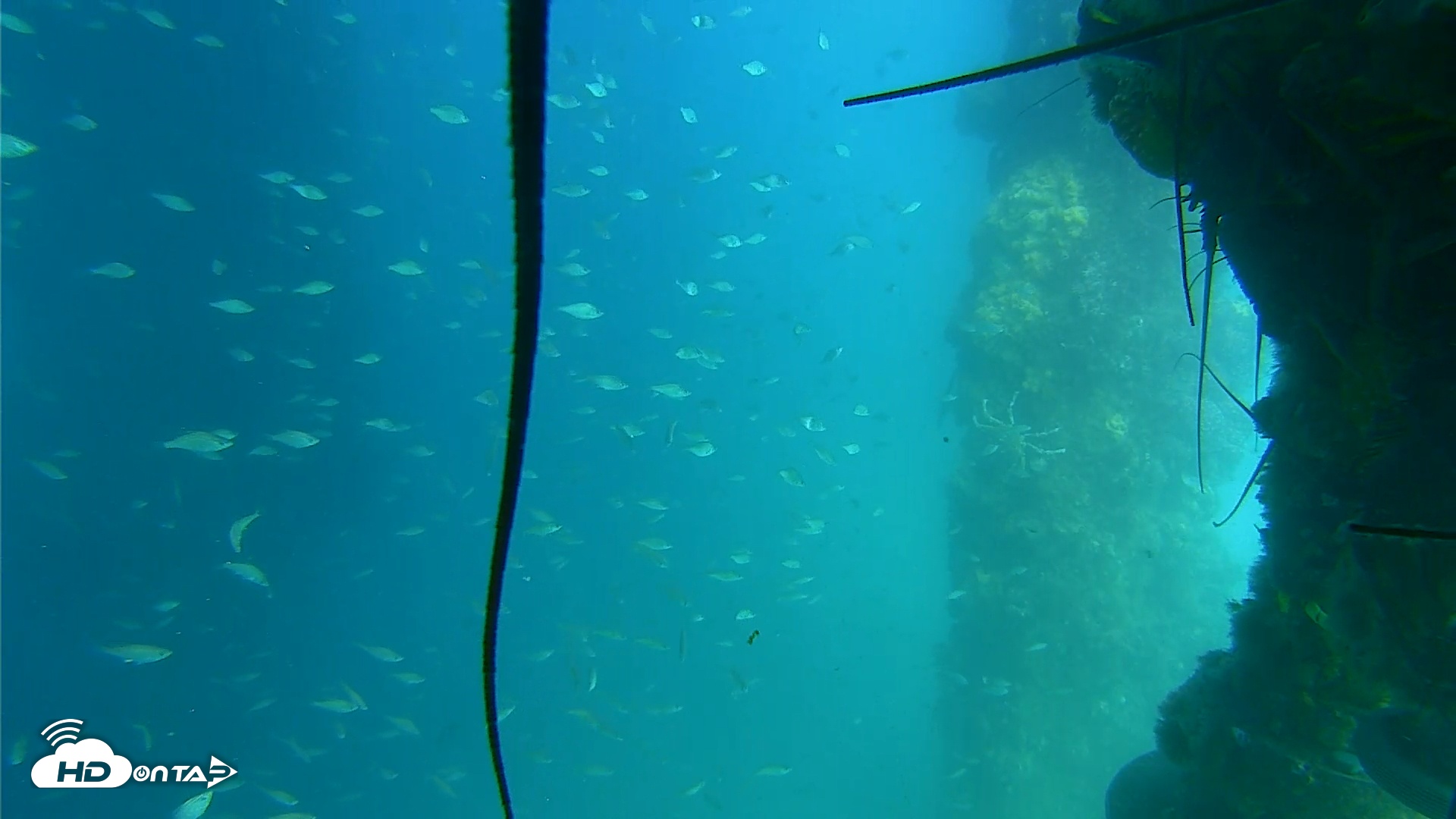 Snapshot of Scripps Pier Underwater Live Webcam taken Jun 19, 2025, 4:10pm PDT