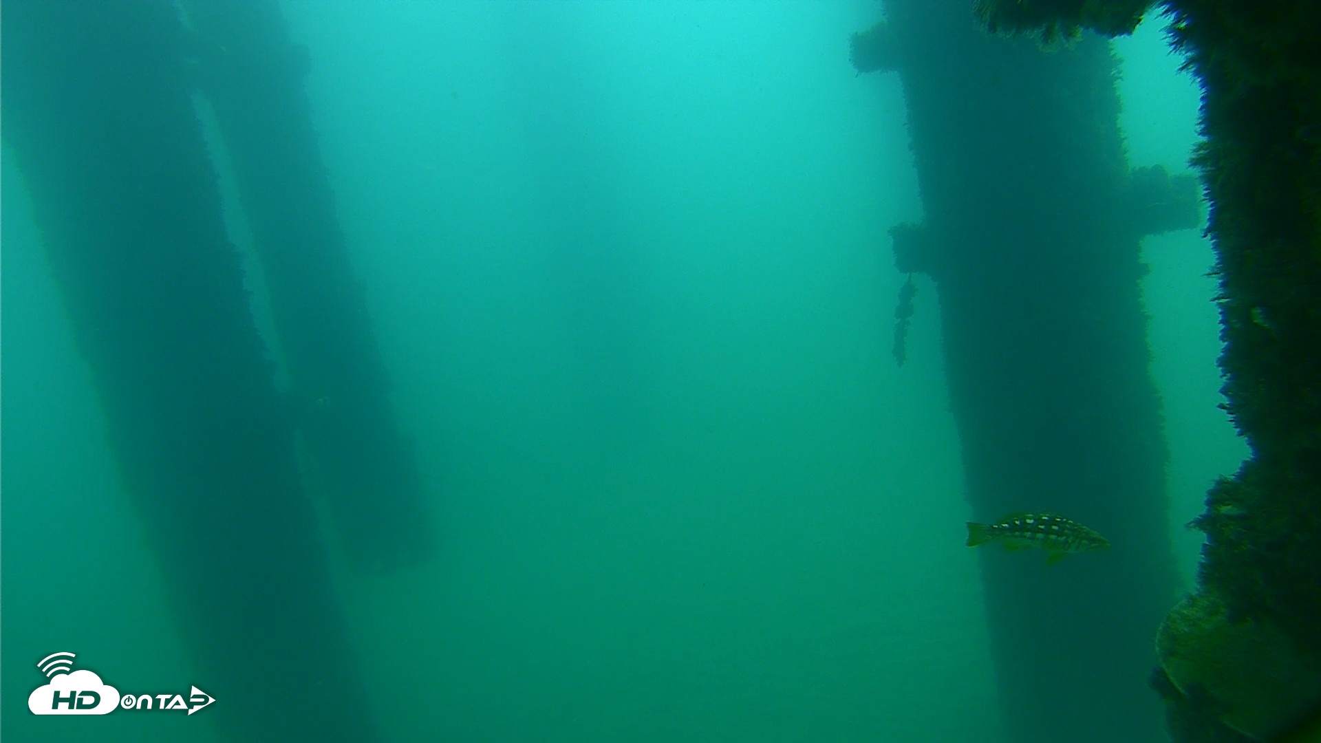 Snapshot of Scripps Pier Underwater Live Webcam taken Sep 21, 2026, 8:45am PDT