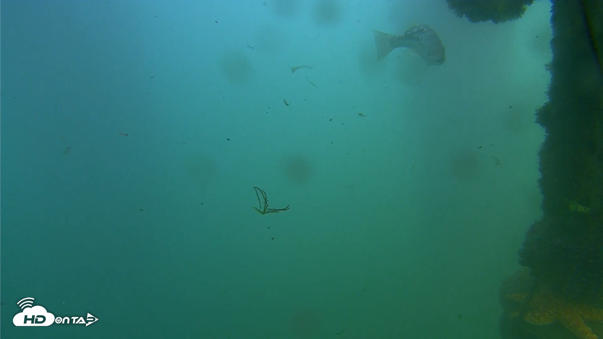 Snapshot of Scripps Pier Underwater Live Webcam taken Oct 6, 2025, 3:51pm PDT
