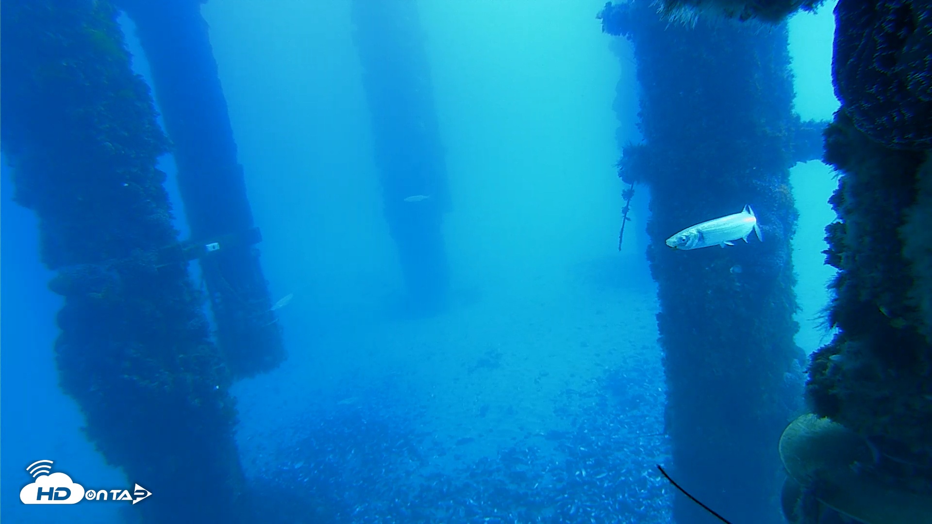Snapshot of Scripps Pier Underwater Live Webcam taken Jan 21, 2026, 10:43am PST