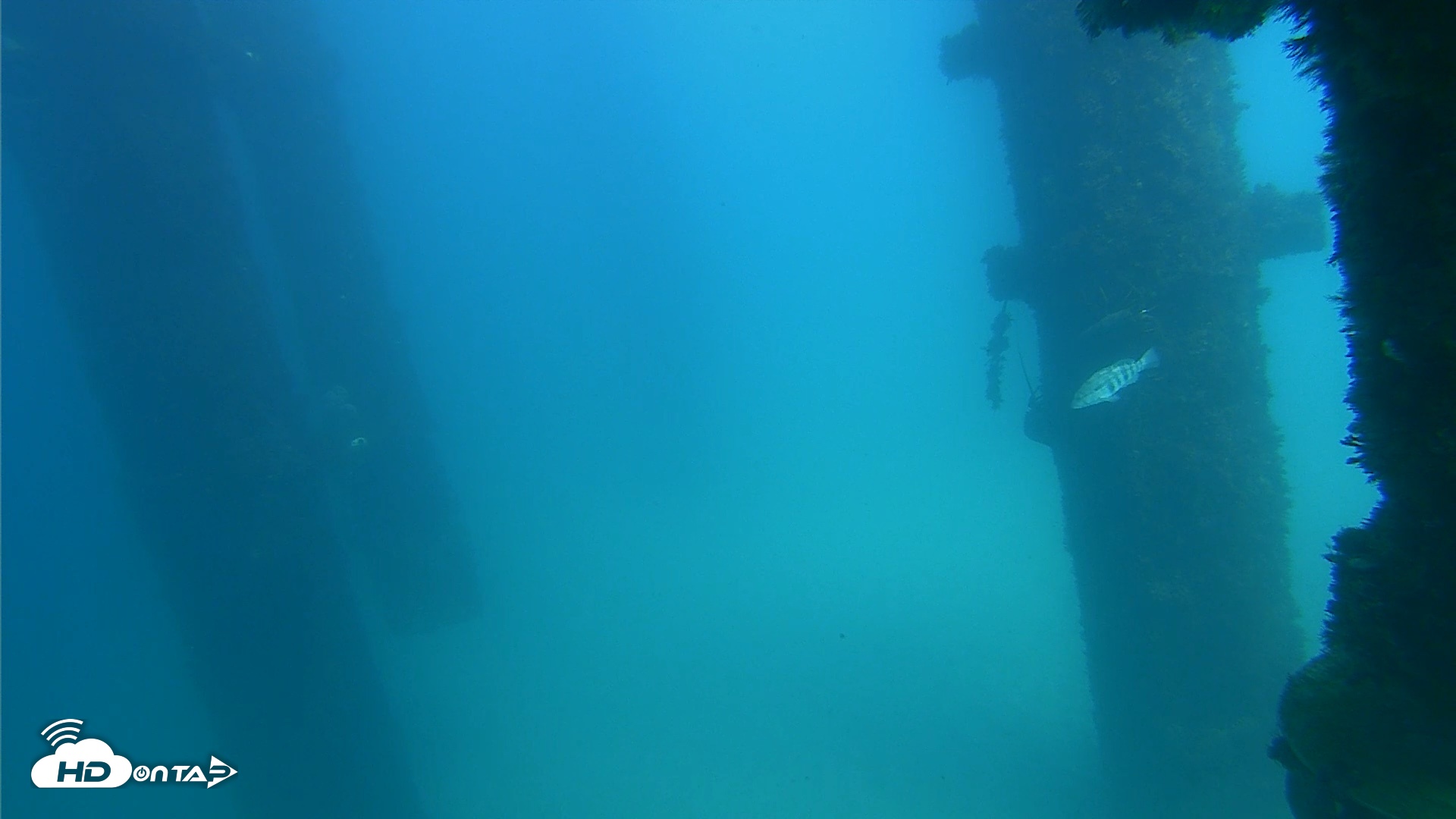 Snapshot of Scripps Pier Underwater Live Webcam taken Sep 22, 2026, 2:48pm PDT