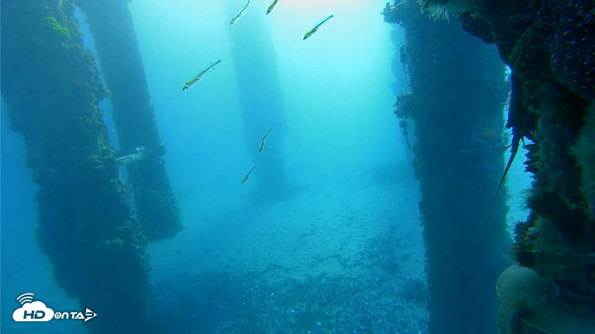 Snapshot of Scripps Pier Underwater Live Webcam taken Jan 27, 2026, 7:31am PST