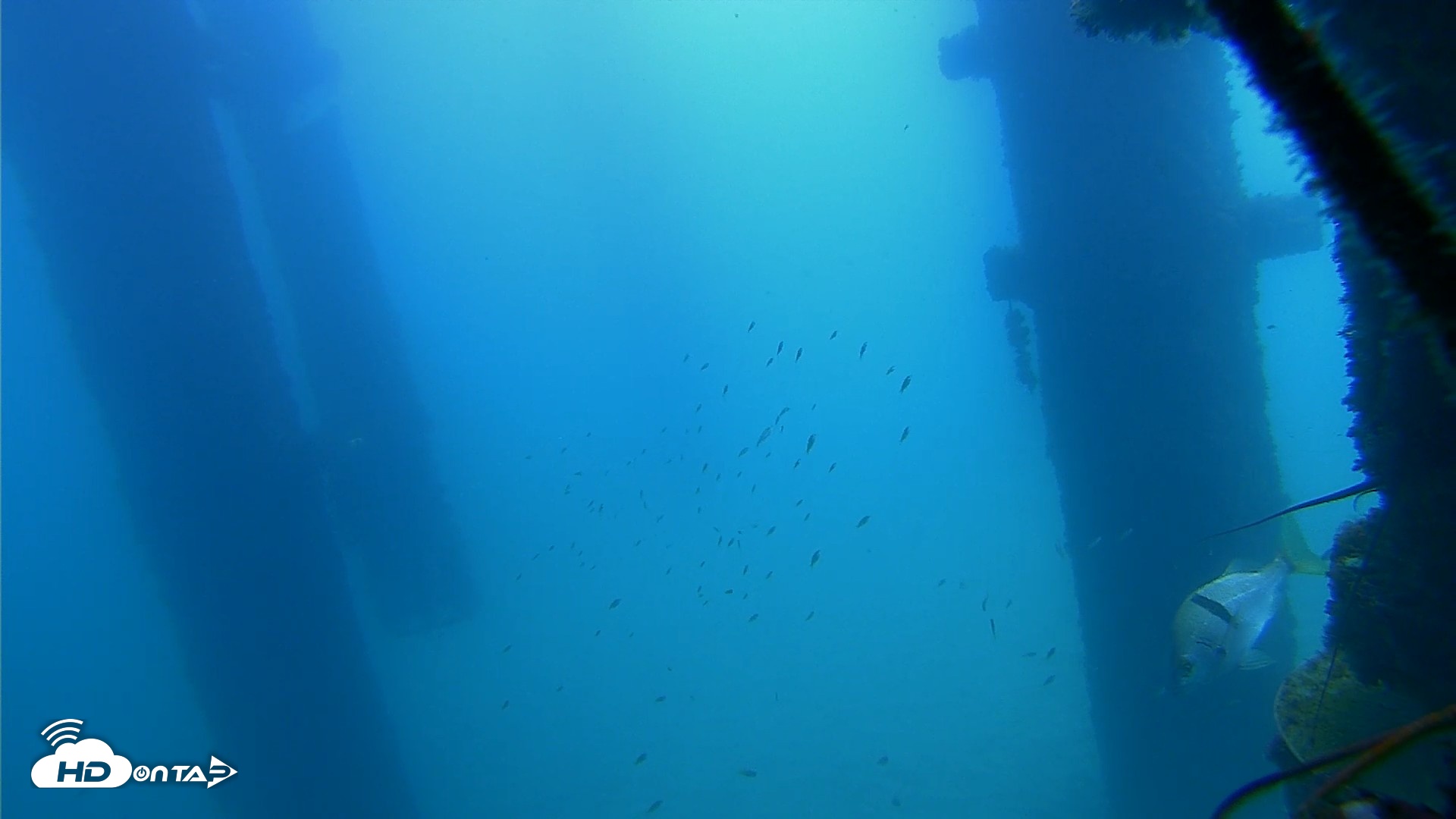 Snapshot of Scripps Pier Underwater Live Webcam taken Sep 21, 2026, 11:22am PDT
