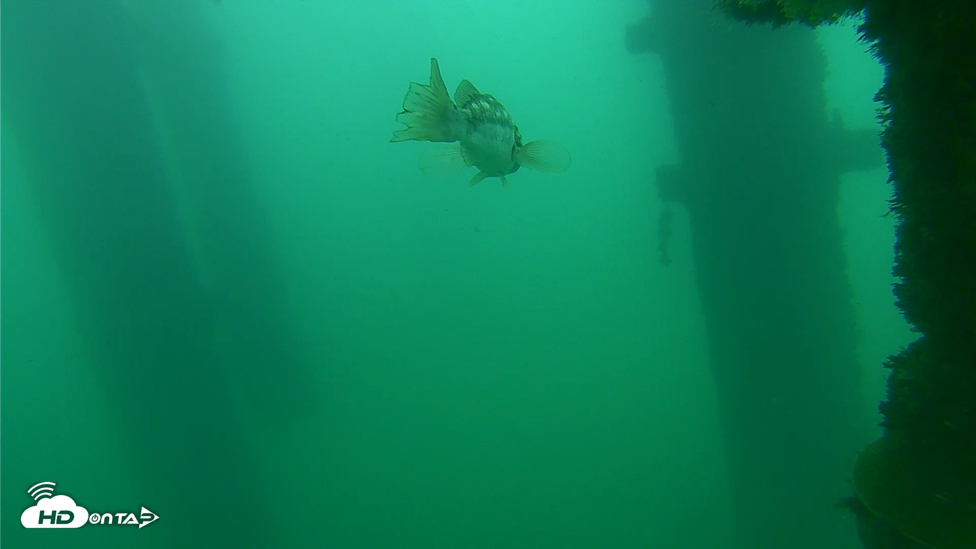 Snapshot of Scripps Pier Underwater Live Webcam taken Oct 10, 2026, 2:48pm PDT