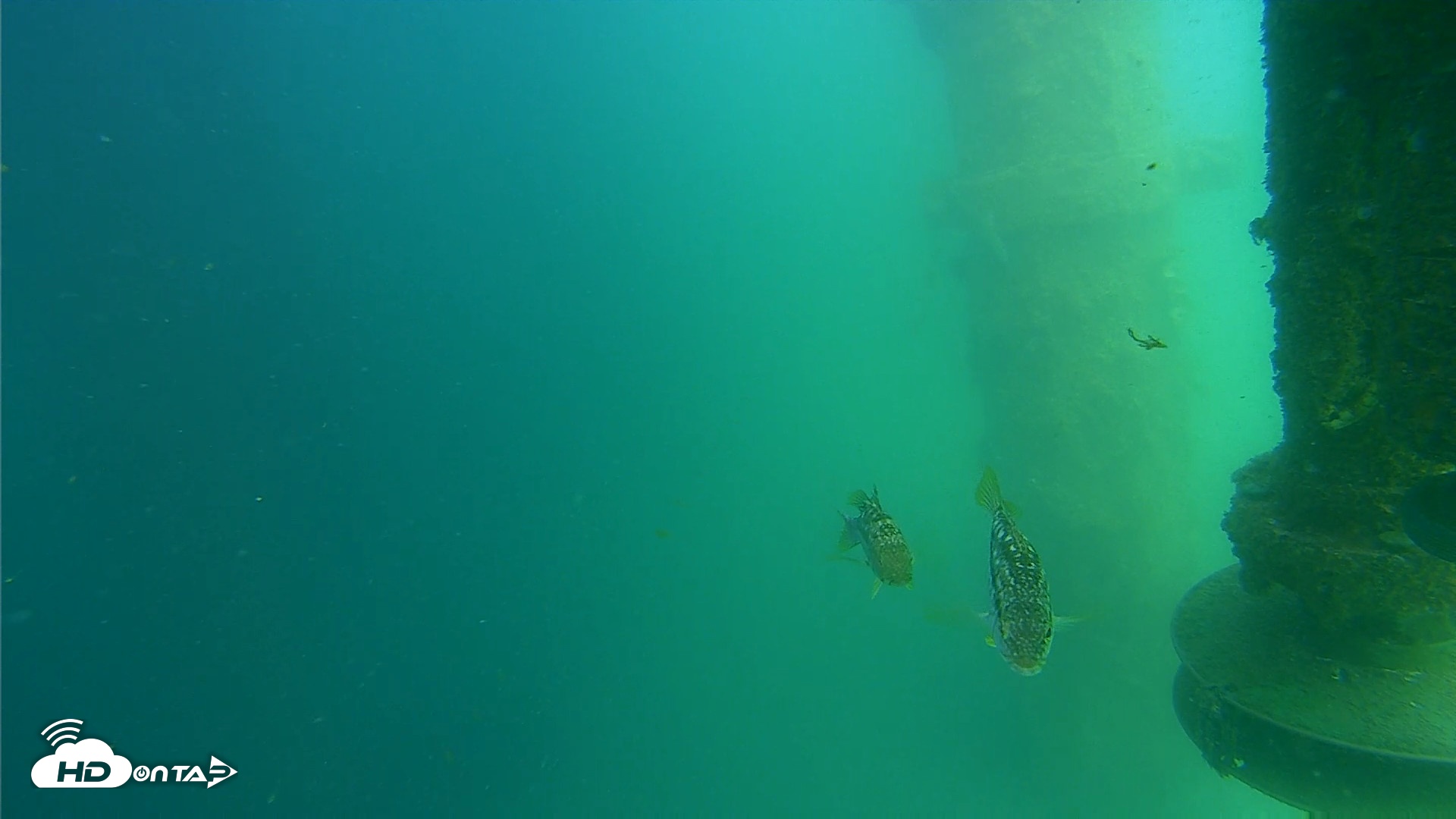 Snapshot of Scripps Pier Underwater Live Webcam taken Jul 15, 2026, 3:32pm PDT