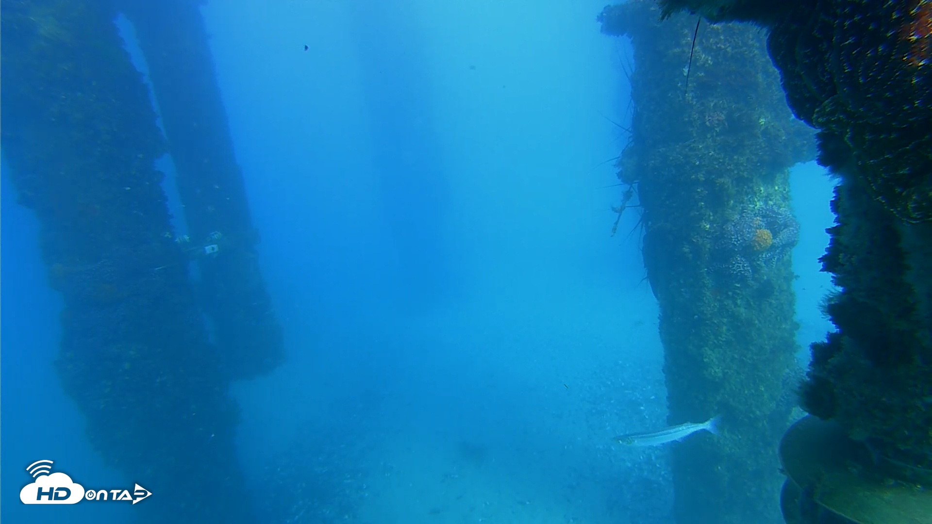 Snapshot of Scripps Pier Underwater Live Webcam taken Feb 4, 2026, 3:55pm PST