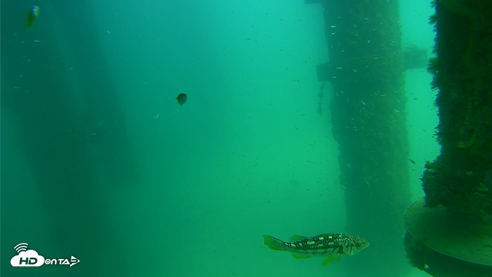 Snapshot of Scripps Pier Underwater Live Webcam taken Aug 14, 2026, 2:03pm PDT