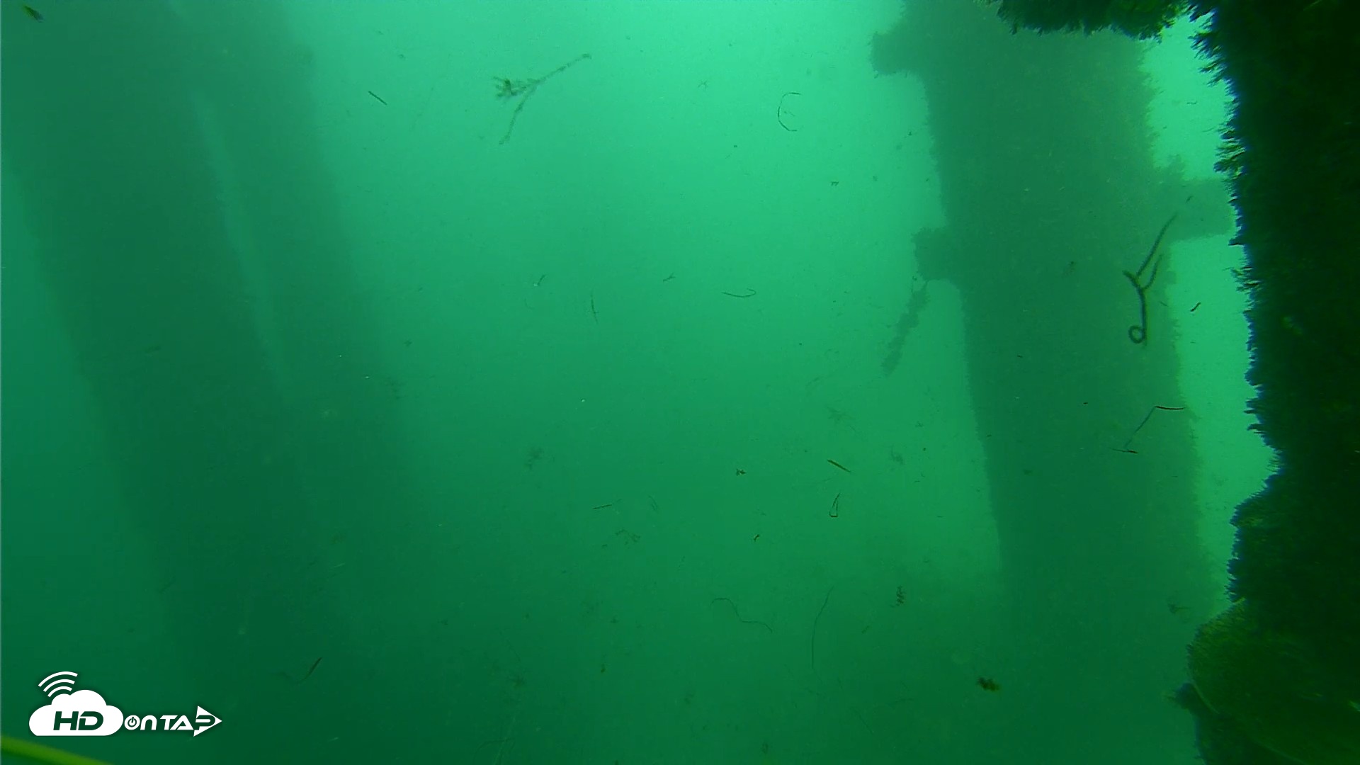 Snapshot of Scripps Pier Underwater Live Webcam taken Oct 1, 2026, 2:22pm PDT