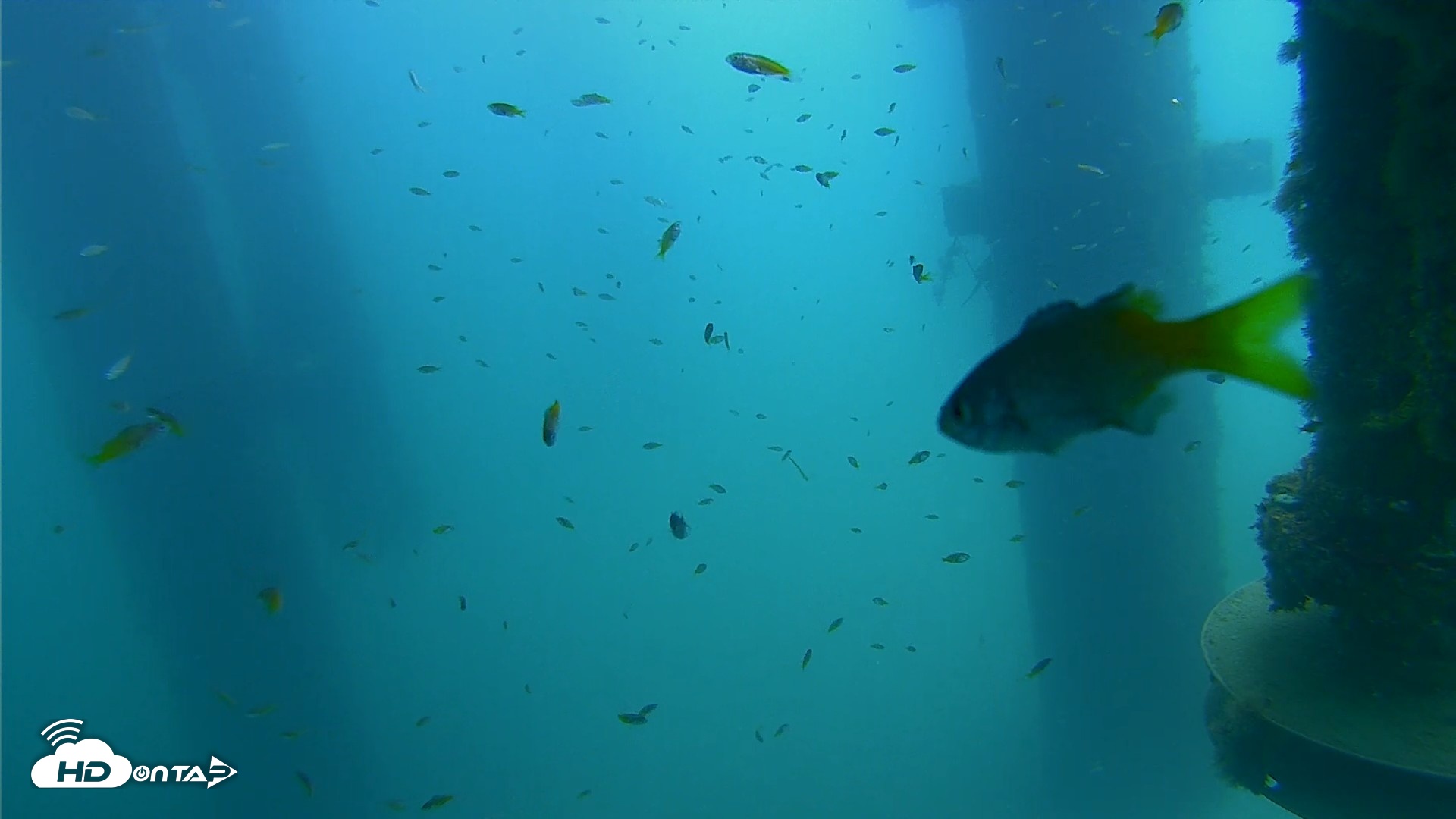 Snapshot of Scripps Pier Underwater Live Webcam taken Aug 16, 2026, 12:11pm PDT