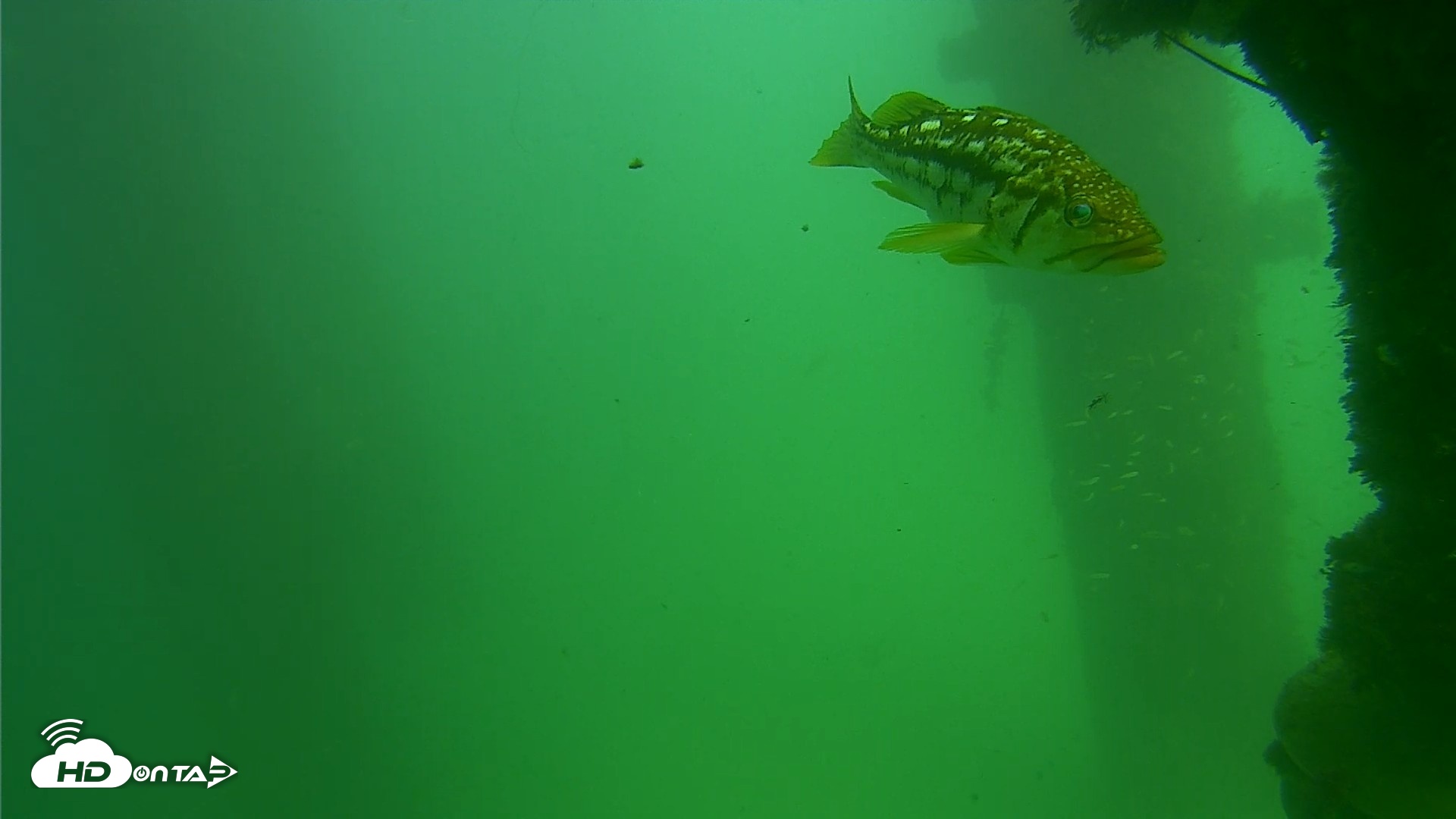 Snapshot of Scripps Pier Underwater Live Webcam taken Sep 18, 2026, 2:47pm PDT