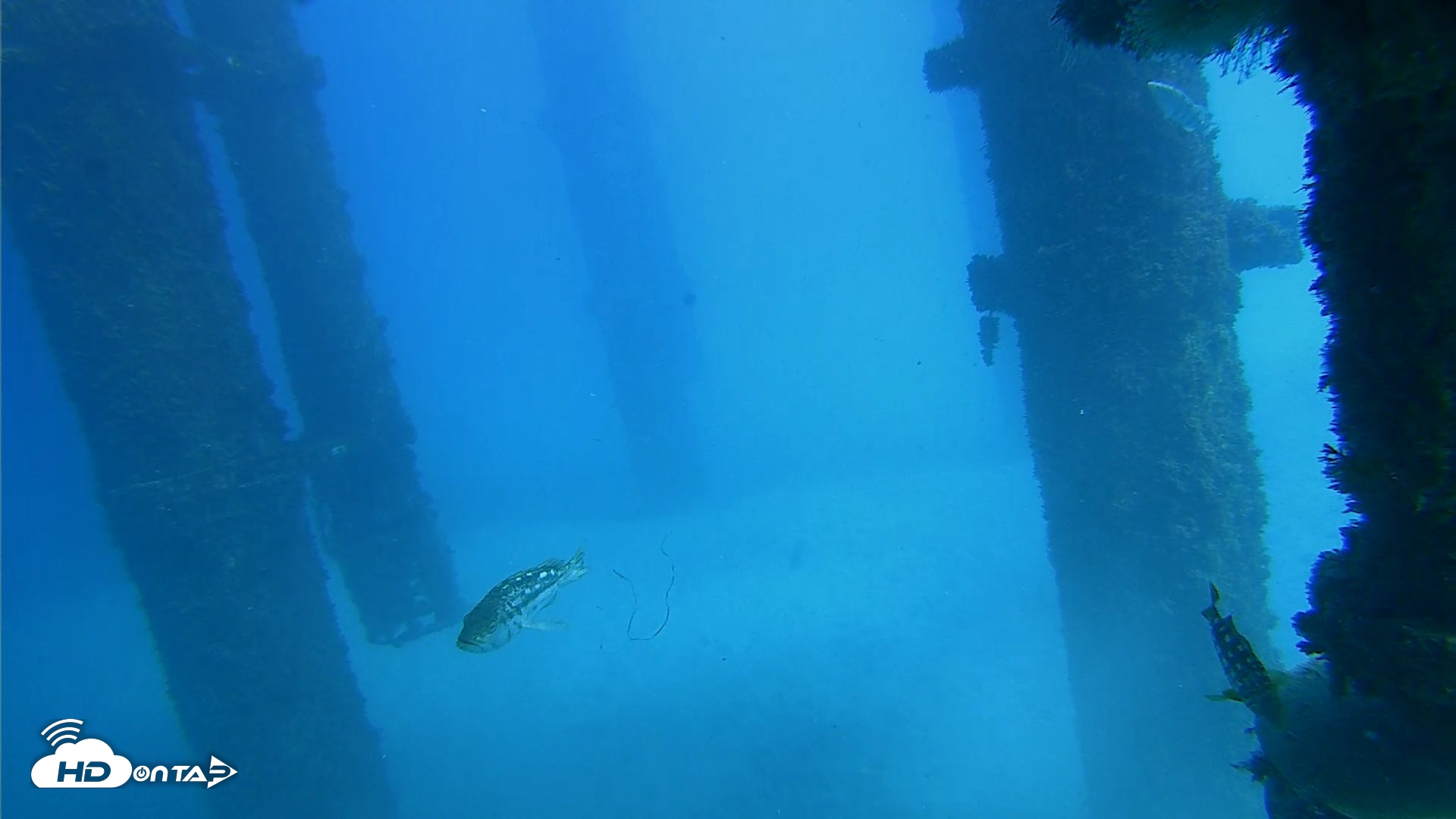 Snapshot of Scripps Pier Underwater Live Webcam taken Oct 19, 2026, 1:43pm PDT