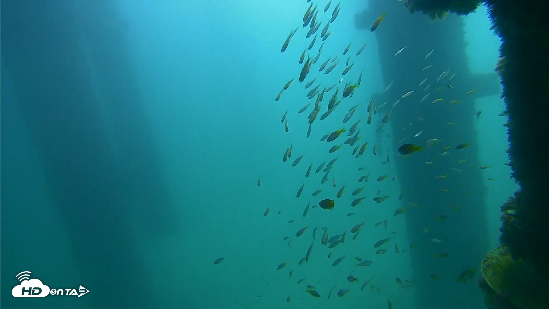 Snapshot of Scripps Pier Underwater Live Webcam taken Sep 25, 2026, 10:53am PDT