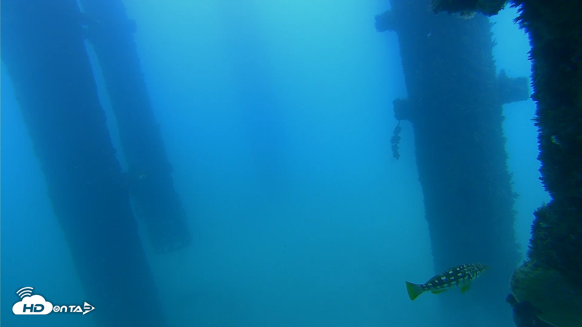 Snapshot of Scripps Pier Underwater Live Webcam taken Sep 20, 2026, 5:14pm PDT