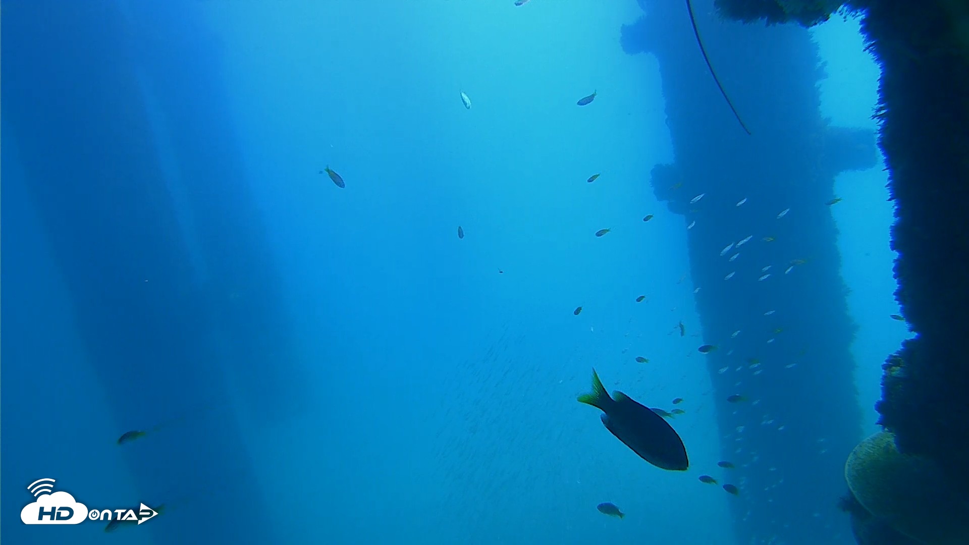 Snapshot of Scripps Pier Underwater Live Webcam taken Oct 9, 2026, 12:01pm PDT