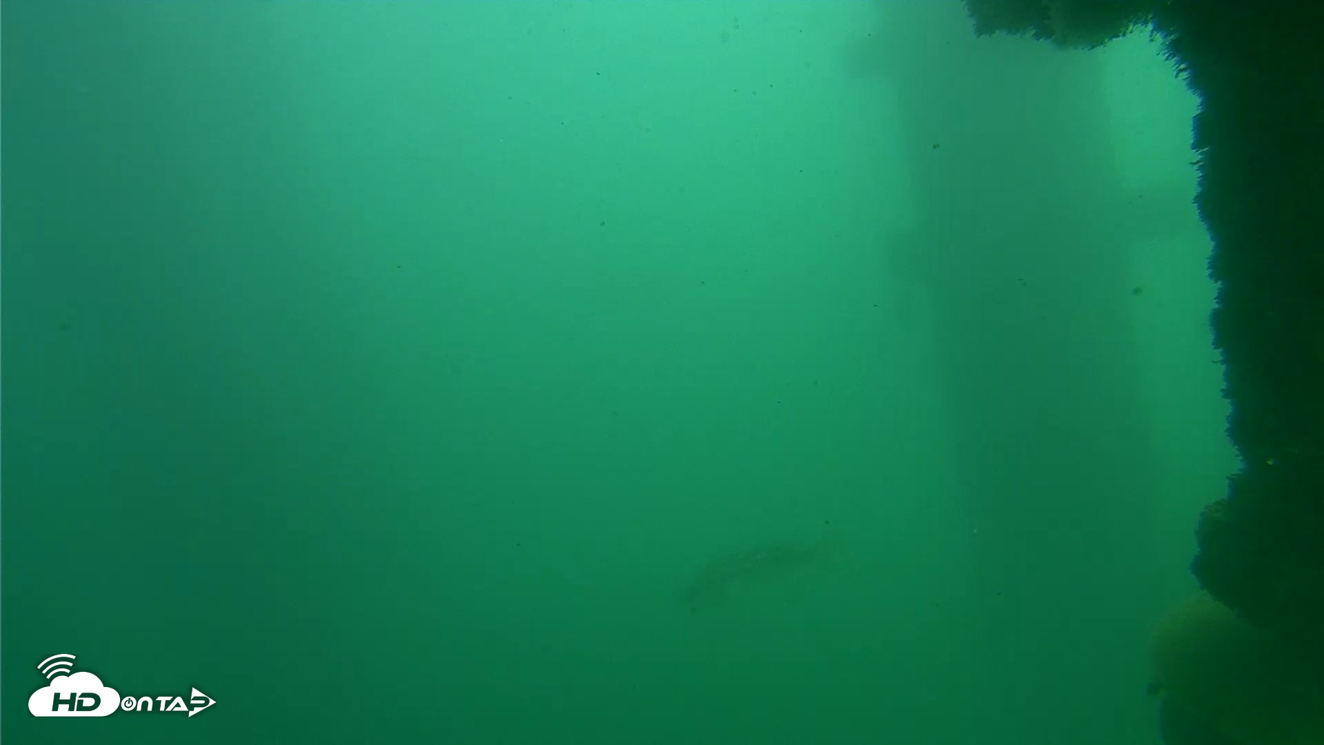 Snapshot of Scripps Pier Underwater Live Webcam taken Oct 23, 2026, 12:41pm PDT