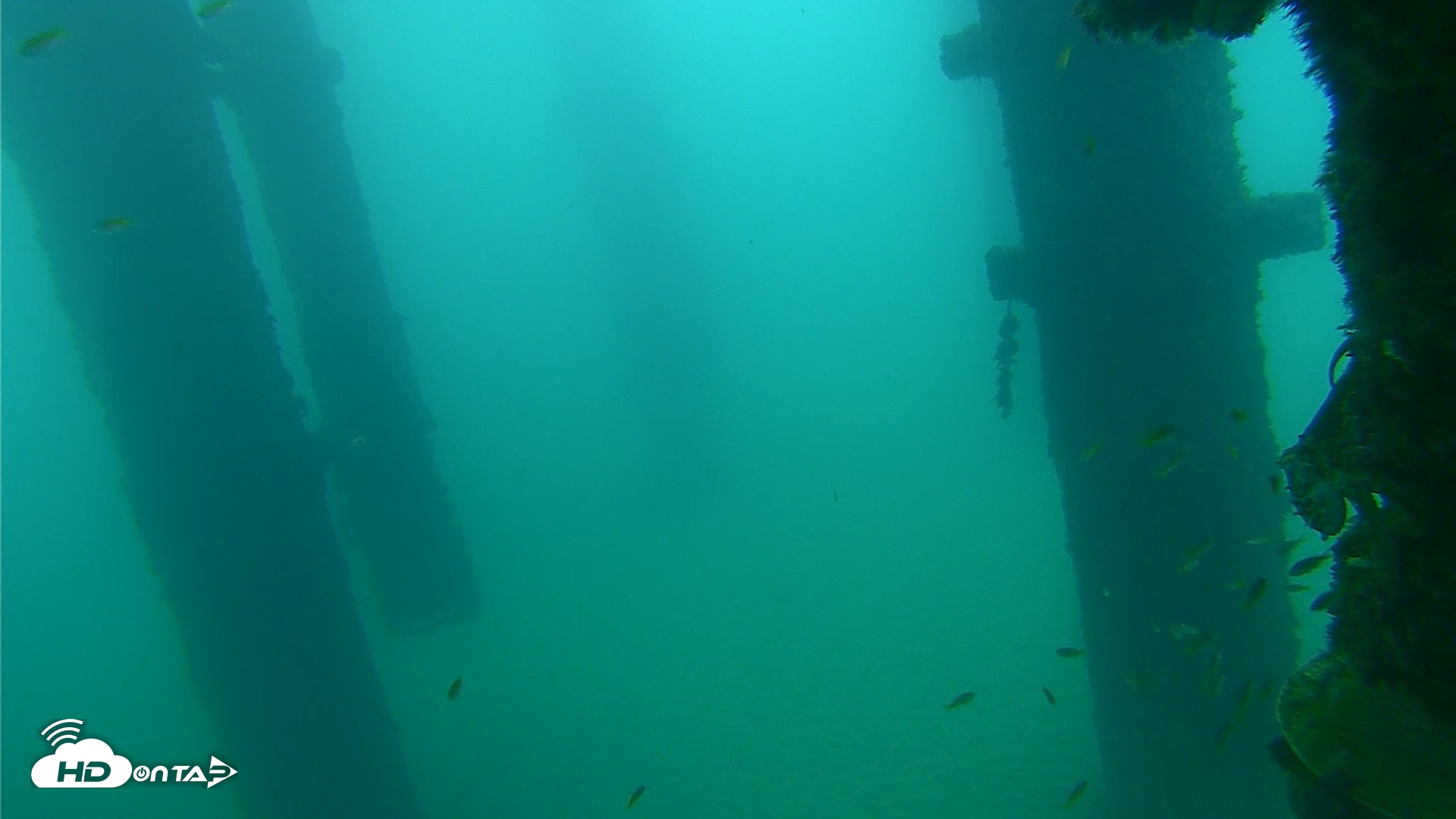Snapshot of Scripps Pier Underwater Live Webcam taken Sep 22, 2026, 7:30am PDT