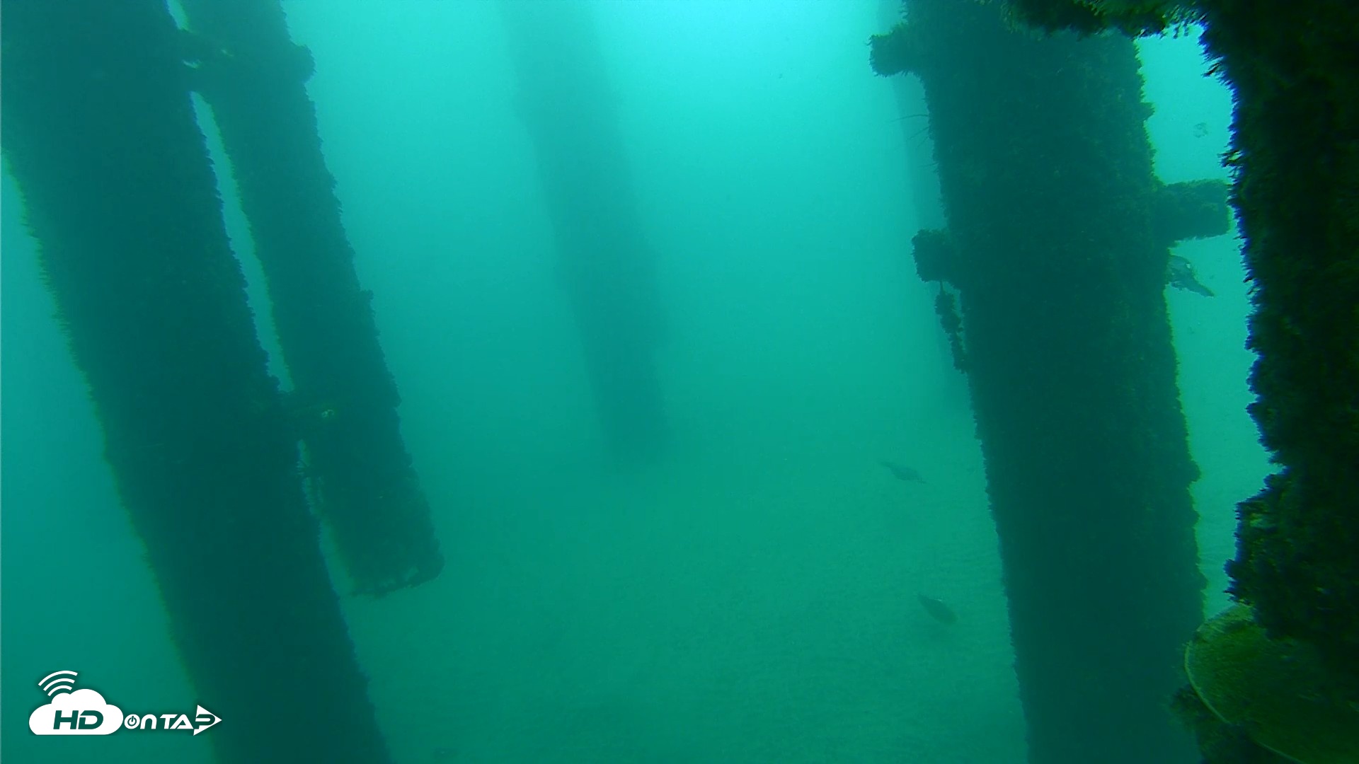 Snapshot of Scripps Pier Underwater Live Webcam taken Oct 8, 2026, 9:30am PDT