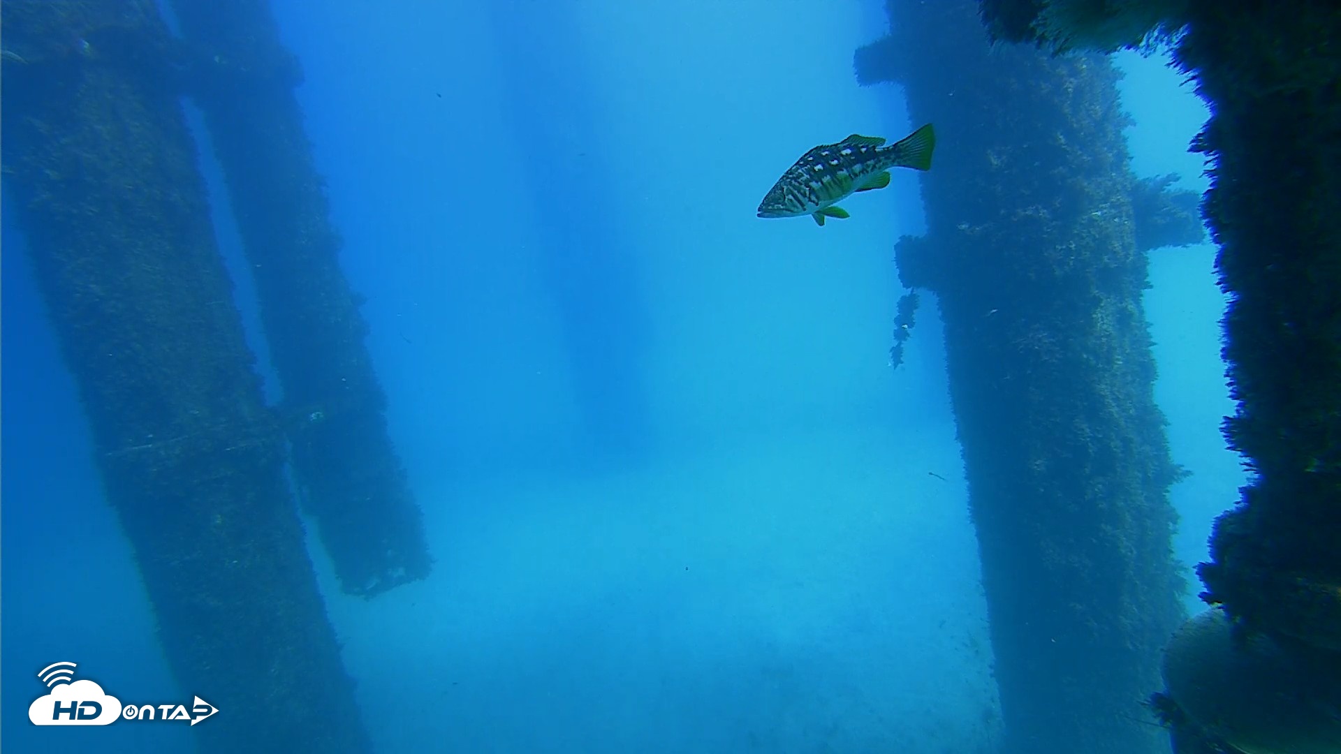 Snapshot of Scripps Pier Underwater Live Webcam taken Oct 20, 2026, 1:52pm PDT