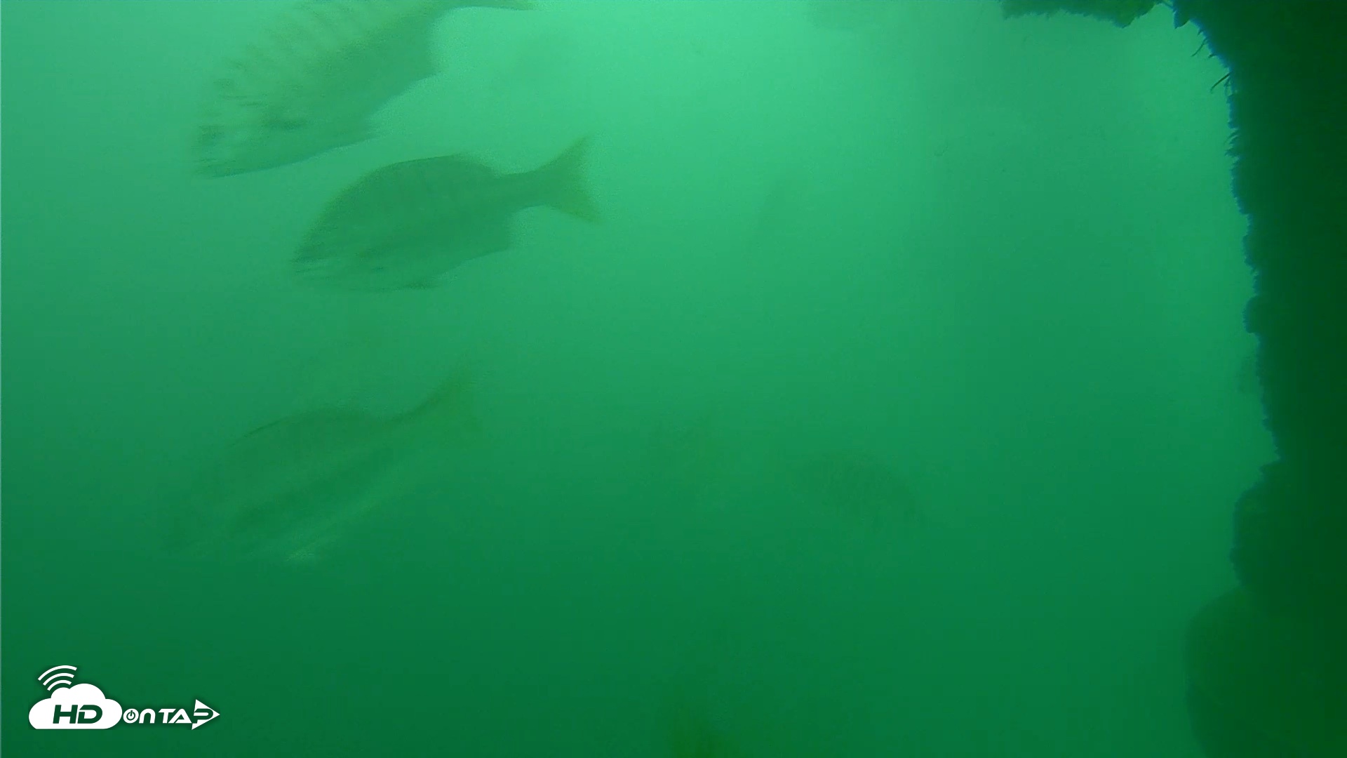 Snapshot of Scripps Pier Underwater Live Webcam taken Oct 11, 2026, 11:08am PDT