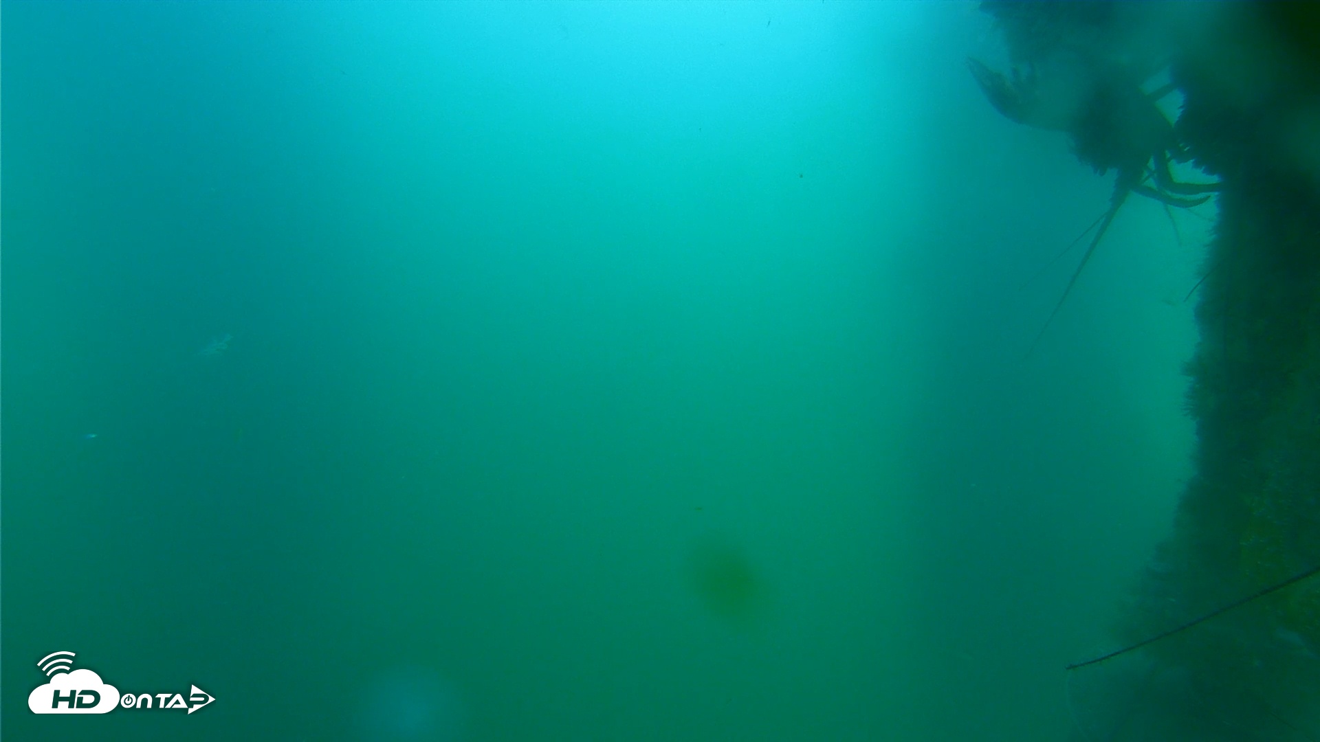 Snapshot of Scripps Pier Underwater Live Webcam taken Jul 22, 2025, 3:28pm PDT