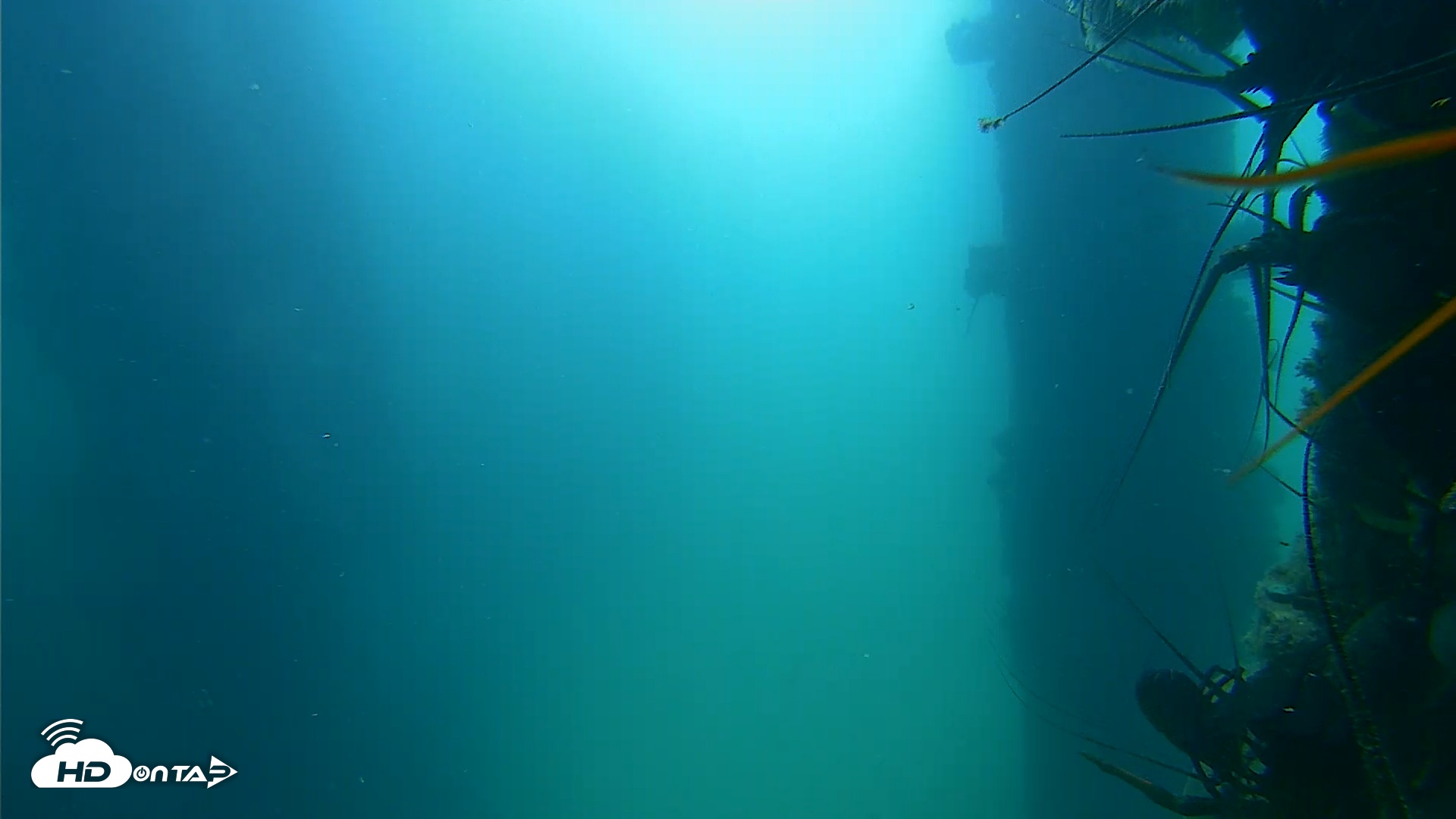 Snapshot of Scripps Pier Underwater Live Webcam taken Aug 20, 2025, 9:56am PDT